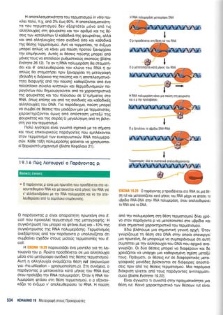 H onoteLeoporrr6qro rou rspUorrol,-tou in vitro not-
x0,er nol.ri, n.X. on6 2% 6toq 90%. H onoreLeoponr5q-
ro rou repUorropori 6ev e[oprdror pr6vo on6 trg
oMqLoul(eg on1 goupx6ro KoL rov oprOpr5 ror ng 06-
oerq rov roroLo(nov U xo0o6rxd qg goupr<5rog, oMd
ror on6 otr).r1LouX(eg 16oo ovodrxd 6oo ror ro0o6u<d
rr;g 06oqg repponopori. Aw( vo reppor(oer, ro 5v(u;ro
gnope( onl6q vo rdver puo no6or1 npororj (ovop1(oer
qv enr;u1r<uvo4. Aut6q or 06oerg no0orlg prnope( on6
p6vegroug vo ennetroUv puOpuoru<o0g oronoUg (Bl,6ne
Ev6trya 26.13). To ov 11 RNA noLu;repdorl 0o oroprorl-
oer Kor 0' one).euOepciloer rov r<Lrrlvo rou RNA r1 ov
on).c09 0o oroporrloer Trprv [ovop1(oer rq ;reroypogri
(5rll,odn q brdpr<ero qg noUorlg ror 11 onoreLeogour6-
qro drotpuyrjg on6 rrlv noriol) r<o0op(owor on6 6vo
no),[n].or<o orivo],o r<tvrpxoiv r<or Oep gobuvotrru<r6v no-
poy6wcov nou drlproupyorlwot on6 ro lopor,rqprorrxd
qg goupr6roq Kor rou nLo0otou oe U t;rq;rotoq oro
RNA, 6no4 enioqg xot on6 rrg ovodrrdq rot ro0o6trdq
oMqLoul[eg rou DNA. l-ro nopd6erypo, no0or1 prnope(
vo oupBe[ oe 0doerq nou ;rord(ouv Uev Ue repprorrordg,
lopor<rqpi(ovror 6puog on6 on6oroorl prero[ri rqg
rpoupr6rog Kor rnq oerpdg U preyoLUreprl on6 q Bdtrrr-
orrl yro rov reppotropr6.
l-loLri Lry5repo e(vor yvroord oXerrxd pre ro orlproro
Kor rouq enrroupu<orjg nopdyoweg nou egn),6Kowor
srov repportopr6 rcov europurorrxc0v RNA noLupepo-
ocilv. Kd0e rd[r1 no].uprepdonq go(veru vo Xpnoqonor-
e[ (e1opror6 prlXovropr6 (BMne KeEd],oto 21).
19.16 l-l6q Aelroupyei o llopdyovroq p;
* 0 nopoyovrog p e(vor pro npotreivrl nou npoo66ver0r oT0 vr-
oouwe0eLp6vo RNA roL perouvelror xoro gqrog rou RNA yro
v' otrtr4trenrdpooer U0 Tlv RNA notru;repool Kor v0 Tlv ors-
LeuOeptiroer ond ro oupn),oro enrplruvorlg.
O nopdyowog p e[vot onopo(rr1r; nporelvq oro E.
coli nou npor<ol.e[ tepironopr6 rnq Lleroypognq. H
ouyrdwpotoq rou prnope( vo grdver 6otg xor -10% qg
ouyr<5wp<oonq rnq RNA no).upepdonq. Tepprorrop6g
ove(dpqrog on6 rov nopdyowo p unooy((eror 6rr
ouprBo(ver oXe66v oroug l.rrooriq repponordq rou E.
coli.
H - nopouord(er 5vo prow6Lo yro rq Ler-
roupy(o rou p. l-lptito npoo6Sveror oe pro oM4louXio
prdoo mo prerdyporpo ovodrrd rrlq 05or1g tepporLollori.
Aurq 4 oLLq).ouX(o ovoprd(eror 06oq rut (or<provrj;uo
yro: rho utilizalion - XpnorUono(non p). Iq ouv61eto, o
nopdyowog p peror<rve(ror rord piqr<og rou RNA drog
6rou npo).dBet -rr1v RNA nolu;repdoq. Orov 4 RNA no-
Lupepdoq qrdoer orl 05oq teppotrollori, o p e[ovoy-
rd(er ro 6v(upo v' one),eu0epc6oeL to RNA. H noUoq
534 KEOAAAI0 19 Meroyporprl oroug t-lporopudreg
{p ra
EIK0NA 19.29 0 nopoyovrog p npoo66veror oro RNA oe pro 06-
q rut Kor peroron[(eror xord prlrog rou RNA gdXpr vo rprdoeL ro
uppiDro RNA-DNA mlv RNA notrupepdorl, 6nou one),eu0eptlver
ro RNA on6 ro DNA.
on6 r4v nol,uprepdorl orrl 06oq repporropro0 6(ver 1p6-
vo orov nopdyowo p vo Uerorontore( oro uBp(6ro xor
e(vor o4 1.rowx6 Xopor,r4 prorrr6 ro u tep porrollo 0.
E6ci BL6noupe Uro oqpowu<rj yevrxri opXr1. 'Orov
yvrop((oupre q 06oq mo DNA mqv ono(o enevepye(
pto npore(vq, 6e pnoporipre vo ouUflepdvoupre 6rr owr]
oupn(mer Ue rnv oL.4Lou{o rou DNA nou oplrrd ovo-
yvop((er. Or 6rio O5oerg prnope( vo drorpSpouv xor 6e
Xperd(eror vo undpXer pro ro0opro1.r6vn oX6on prerolri
roug. llpdyporr, or 06oerg ruf oe 6rogoperrr6g prero-
ypogrx6g ;rovd6eg Bp(or<owot oe 6rdqopeg onomd-
oerq nprv on6 lg O5oerg repprorrol.ro6. Mro nopdproro
6tdrproq y(veror on6 roug nopdyoweg owrrepUorr-
o1-rori (BL5ne Ev6qta 19.22).
E(vor dyvcrlmo rr ouvrord orrlv npoypqrrx6rqro puo
06,o1 rut. Korv6 Xoporrrlproru<5 tov 06oeov rut e(vor
H RNA noLupepdon Ueroypdqsr DNA
0 p peroroni(eror rord prlrog rou RNA
H RNA notrugepdorl rdver gro norjorl orrl rpouprdro
roropqvnpotropo(ver
0 p [etutr(yer to uppGro DNA-RNA
tTepgortog6q: dtro ro oumortxd one)eu0epdrvowot
Boorxeg eworeq
 