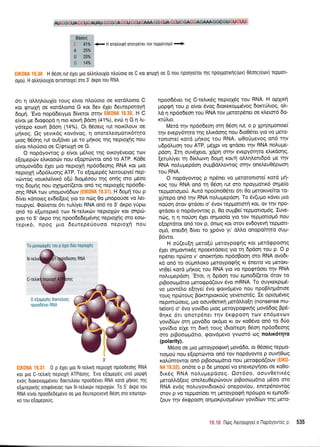Bdoetg
C 41'/o <- H onotrotQr1 onorp6net rov TepuortoUo '+
A 25lo
u 2oo/,
$ 14Yo
H e60n ru1 6Xer pro gtrtrltroux(q iltrguoro 0e C Kor QToXn 0e G nou npolyetTot TIq rpoYUoTtKnq(ov) 0eo1q(eu:v) TepUoTt-
ouou. H otrtrl^ouxio ovTtoTotxel olo 3' oKpo Tou RNA.
6n q oMrlloux(q rouq e(vot nl.o0oto oe Kordtrotno C
Kor Qr@xn oe Kord^otno G Kor 6ev 5xet 6ewepotoytl
Eopui. 'Evo flopddetyUo 6(vetot ornv ElK0l'lA 13'30. H C
e(vor Ue dtogopd rlnto Kotvrl Bdorl (41%), evcb n G n It-
y6repo Kotvn Bdon (14%). Ot 06oetg rut nox(trouv oe
pnKoq. Qg yevu<6g rov6vog, rl onoretreogottx6tqto
Uroq e6onq rut ouqdva pe to prirog rnq neptoxiq nou
e[vor ntro0oro oe C/<ptoxn oe G.
O nopdyowog p e(vot pr6l,og ttlg otKoY6vetoq rcuv
e[qreptirv eturoocilv nou e[oprc0wot on6 to ATP. Kd0e
unoprovd6o 61et pto neproXrl np6odeoqg RNA rot ptto
neproXrl u6p6Luo4g ATP. To e[oprep6g treroupye( nep-
vdrwog vour.treivtr6 o[ri 6ropr6oou qg onrlg oro p6oo
qg 6o;ujq nou oxnUor(erot on6 trg neproX6g np6o6e-
oqg RNA ttrlv unogovd6tr:v {EIK0NA 1$.31}. H 6o;tt1 tou p
6(vet xdnoeg evde((erg yto ro n6q 0o prnoporlos vo tret-
toupye(. Oq[vetot 6rt ru],(yet RNA on6 ro 3' dr<po yUprrl
on6 ro e[coteptr5 tov N-retrtt<citv neptoXcbv rot onpril-
)yer ro 5' drpo rqg npoo'6e6epr5vr1g neproXqq oro eoo-
rep116, npoq Uto 6euteperiouoo neptol{ nou
npooS6vet rtg C-rerr6q neptol6g rou RNA. H op1trci
popei rou p eivot 6vog dtoreroprprdvoq SorcrrjLtog, oI'-
Ld r1 np6o6eon rou RNA tov petorp6net oe xtretor6 6o-
rrr0trro.
Merd rqv np6o6eoq orq 06o11 rut, o p Xprlotponoe(
qv evepy6qro rng elrrdorlg nou 6to06tet Yto vo pero-
ronrme( xotd prrlxog tou RNA, to0o6prevog on6 tqv
u6p5l,uor1 rou ATP, ;r5Xpt vo Etdou t4v RNA nol'upe-
pdoq. Iq ouv6Xeto, Xdprl crrrlv evepy6t4to efuxdoqg,
[eru],iyer q 6(r].ovr1 6oUn xo/ri oMrl]'entdpd Ue rnv
RNA noLuprepdorl oupBdMowoq qrnv one).euO5pocn1
rou RNA.
O nop6yowog p npSner vo Uerorontsre[ r<otd gti-
Koq rou RNA on6 14 06o11 rut oro npoyl.tottt<6 o4pe(o
repportoporl. Aw6 npounoOSret 6n 0o petortvefuot ro-
XUrepo on6 rqv RNA notrupepdorl. To 5v(upo xdvet pto
norioq 6rov <ptdoet o' Svov tepgononl Kot, ov rrlv npo-
grdoet o nopdyowoq p, eq ouprBe( tepprottopt6g. Iuve-
ncirq, rl 4 norioq 6Xet oqproo(o Yto rov teppottog6 nou
e[optdtot on6 tov p, 6nrrlg Kot orov ev6oyev4 repUort-
opr6, ener6{ 6(vet to Xp6vo yt' dltro onopo(tr1to ou1.t-
Bdwo.
H o6(eu[r1 1.rero[U ;retoypoqriq r<ot pretdgpooqq
61er orlprowu<5g npoercrdoetq Yto rn 6p6on tou p' O p
np6net npc0to v' onorcrnoet np6oBoorl sro RNA ovodt-
rd on6 ro otipilr,oxo preroypogriq rt d'nemo vo UeroKt-
vq0e( r<ot6 prrp<og tou RNA yro vo npogtdoet qv RNA
no)ruprepdoq. 'Erot, n Spdon tou eprno6((etot 6rov to
prBooroprdno preto<ppd(ouv 6vo mRNA. To ouyrexptptd-
vo pow6Lo el4ye( 6vo rpotv6gevo nou npoBtrrlpfutoe
roug npriroug Bor,mrlptoro0g yevenor5g. Ie opropr6veg
neprm6oerg, 1.uo oouv0ettr4 petdMo[r1 (nonsense mu-
tation) o' 5vo yov(6to ploq UeroYpogu<r1q provddoq Bp6-
0r1xe 6rr onotpdnet trlv dr<rppoorl rov endpevtov
yovrS(rov orrl provddo o16;ro Kt ov Kq06vo on6 to 60o
yov(6ro e(Xe tn 6u<rl roug t6to(tepq 06o11 np6o6eoqg
mo prBoocol.tdtto, qorv6ptevo yvtrlor6 og notrlx6rqro
(polarity).
M6oo oe Uto Ueroypogrrci povd6o, ot 06oetg reppo-
rropro6 nou e[optc0wot on6 tov nopdyowo p ouvrlOog
rotrUmowot on6 ptBootoprdno nou Ueto<ppd(ouv (ElK0'
NA 19.32), on6re o p 6e prnope( vo enevepy{oet oe ro0o'
6rrdg RNA notrupepdoeg. Oor6oo, oouv0ertr6g
pretotrl.d(erq oneLeu Oep rirvo uv p tBooco;rdno prSoo oro
RNA ev6g notruyovt6tot<of onepov(ou, enttp6nowog
orov p vo repgoiloet rrl UeroYpogrl np6olpo rt eprno6(-
(ouv tr1v 5r<ppoorl onpror<puopr6vrov yovt6(rov rnq pero-
neprogdq
RNA
0 eloUepqq 0om[trtoq
rposddver RNA
3',
0 p exet pto N-relLrq neptoXrl npooDeorlg RNA
ror gro C-re),rrn noptoxrl ATPoonq 'Evo e[oUepeq uno Uopqn
evog dtoreroppevou borrutr[ou npood6vet RNA roro Urlroq rr1q
eloreprrnq enupovetog ttrtv N-retrtr6v neptoXtilv. To 5' orpo rou
RNA ervor npoodede;rdvo oe pto deurepoyewl 06on oro tooTept-
16 rou e[opepo0g.
I
I
f i"i i n6q Aeuoupyel o llopoyovroc p 535
AU CGEUACCUCAUAU COSCA*{U CEU C}AqA C{i CIJA C'UCGACiAGAMS$CffUOU CUU
 