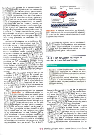 ',: roluUspooeg Qo(vetot 6rt ln vifro evepyoilotouv
-- JoroypoQq onoteLeoprottx6tepo 6tov ro expoye(o
. ,:i unepetrolp5vo. Meptr<6q Qop6q, q onotetreopo-
- ^,irnro rou unoKtvnrrl evtol0etot ewuntootoKd on6
-- . opvrlttr<rq unepe[rtrlotl' I-tor[ optol-ttivot unoKtvn-
-:l enrlped(owot neptoo6tepo on6 to Bo0p6 tqg
- .aoel(xtooqq on6 dMoug; H nto ntOovrl e[r1yr1oq e(-
,l. ort 11 e[dpqorl ev6g unortvqtrl on6 tr1v unepe]'[-
--oq r<o0op((e-rot on6 qv etreUOepq ev6pyeLo nou
: .cLre(rot Yto rqv q(r1 tou DNA cn'o otipnor<o tivop-
:-l Me q oetpd rr1g, 11 eleU0eprl evSpyero e[optdtot
r 3 rllv oMrlLoul(o tou DNA rou unoKtvnrrl: 6oo nto
-'.c..loro oe G+i eivot 11 oLLqoux[o tou unortvqtrl
-: - owtorotXe[ orrl 05or1 qg pretoypoqtr<r1q quoo]'G
l:l rooo nto orlpowtKrl yto tov unortvrlrl 0o e(vot 11
- ,ce).[root1, q ono(o 0o tov ouvSpdpret crrqv r1(r1
-:- DNA.
',1ooto[ro, ot ent6pdoerq rnq unepe]'(xtr-ro4g orrlv
. .
':vorlro ev6g optopr6vou unoKtvntrl e(vot nol0 nto
-:'.-n,or<o (ntnpo. H e[dpqorl dto<popettxt'tlv unoKt-
- ;v on6 ro Bo0pt6 qg unepeL(Koonq enqped(etot
,-.rrq on6 oMrlLouXieq DNA 6[tl on6 rr1 rpuooL(6o,
.-..5q q unepel(xcr-ror1 otrI.d(et q yeopretp(o rou oup-
- :(ou enrlped(owoq ttg yc^lv(eg Kot rlq onomdoetq
-.::[Lt rr.ov Bdoeolv mo 1c,-lpo.
'EroL, 6to<pop6q mo
:::,o rqg unepel'lrolorlg prnope( v' oMd(ouv ttg o]'trr1-
. 5pooetq preto[ti ttrlv Bdoetov rou unoKtvnrrl roL rcov
--.. .c(er-,.rv tqq RNA nolutrtepdorlg. Entn}'5ov, enet6rl
- ::opertxd pr5pq tou Xpclprootrlprotog 6Xouv 6to<pope-
- - l-q Bo0proIg unepetr(r<.rlonq, ro onot6treogo trlq
- .:eit<rr.lot1q onlv evepy6tqto ev6q unortvqtrl prnope(
. : rrqped(eroL on6 rq 06o11 rou unoKtvllrq oro Xpirl-
- - l!f-lo.
(oOoq q RNA no)'uprepdorl ouveXtrlq (etutrtyet rot
::,:ru,Lyet to DNA evul npoXtr.lpel mo ex;royelo (no-
::-:lc(etor orqv ELt<ovo 19.4), e(te o)'6x}r1po to otipr-
- :{o rlq pretoypoqqg npdnet vo neprorpo<pe( yUptrl
r-: :c DNA, eite ro (6to to DNA vo neptorpoqe( yfpro
r-: rcv o(ovo trlg 6trtr<og. l'ltme0etot 6tt nLo xowd
- - , itpoYUortr6tqto e[vot to deritepo: -ro DNA nepvd-
: ..oco on6 to riv(upo dniog 4 B(6o pr6oo on6 6vo
--: -tovt,
',lLo ouv5neto rnq rleptorpo<pqq tou DNA nopouotd-
-. :i orlv ,:r,l:l:lrii' it: :':. >To prow6Lo ttov 6[Supcov ne-
: - ':i'/ (Nvin domain nodel) Yto rn peroYpotp(, xoOr'trg
-. :rrverot q RNA no).upepooq oe crtr5or1 pre q 6tnLq
' ..rc. dqptoupye( 0ettr<6q unepSltreg (nto orptXro tu-
. *avo DNA) prnpoord rnq Kot orpr-1vet opvqttr6g une-
:':..req (pepir<d [eru].typi6vo DNA) nioo qg l-to r<dOe
:-:ccpq iqq d).tr<og nou 6totp6XeL r1 RNA notrupiepdoq'
:--.cupye(tot +1 orpotpq pinpoord r<ot -1 orpoqq nG
- - l-t out6 11 petoypo<pr1 61r prdvo enrlped(etor p6vo
r o r'lv rontr<r1 6oprl tou DNA, oMd en(or1q enrlped(et
. r. :rlv npoyl.lottr<r1 6opr1 tou DNA' To 6v(upro DNA yu-
: r:I. nou etodyet opvqttr<6g unep6tr'tr<eq oro DNA' t<oL
l',,A tonotoopepdorl l, nou otpotpe( opvrlttr<69 unep6trt-
. .: ond to DNA, e(vot onopo[trlro Yto v' onotp5qouv
.-. ouooopeuoq tonotroytt<cilv nr5oecov roto r1v nope(o
- e ileroYpo<pr1g r<or rnq owtYpoQrlg 'Etot, ov ovooro-
(Apvnw6g
unep6trtreq)
MeroyporpdUevo YnePetri*u:-
DNA 1Oet.^ec.,e;e;.':-
H yupdon
etodyet 0etu6q
unep6trxeg
19.18 H RNA l-loAupepdon Tou Odyou T7
Eivor Evo Xprioruo l'lp6runo l0ornpo
EIK0NA 1g.33 H getoypotpf drluroupYei nto orptlro ru]rtyp6vo
(Oerxd unepetrxop6vo) DNA Unpootd on6 qv RNA nohugepdorl'
ivdr io DNA n(otr: on6 ro 6v(uUo y(verot trtyotepo orptxtd rultyp6-
vo (opvnrtro unePelrrtrlP6vo).
Le( 11 evepy6rnro rnq Yupdorlq Kot rrlq tonoioopepd-
ons bt npoxtrqOo0v 1-reydLeq oMoy6g orqv unepeL(xto-
on'rou DNA, enrlped(owoq rrl UeroYpo<pr1 r<ot tqv
owtypog4. Aut6 ovoL[OnKe nponYoupr6vrog mo ntro(-
oro rnq owtyporprlg (pMne Ev6rrya 14'2)'
* H otroY6veto rotv RNA notrupepootirv rou T7 e(vot povo noLu-
nenr[Oto rrovo v' ovoyvtrtpi(ouv roug unortvrlr6q Tou QoYou
ror vo entreLo0v notrtreq ono rtg Opoorrlptoqieg rov notru-
peptirv RNA notrugePootitv.
* bL rpuorotrhtrSq 6ou6q rov RNA nolupepootilv Tnq otKoYe-
veroq rou T7 ge ro DNA routonoto0v qv neptoXl npoobeolq
rou DNA oro evepy6 r6vrpo xot unoDrltrtfvouv povretro yto 11
DtotpuYll rou unortvrlq.
Optopr6vot Borcrqpto<pdyot (n.X. f3,T4, N4) gttdXvouv
rtq 6ireq touq RNA nou;repdoeq, nou onoretroUwot
on6 provdg nolunenttdtxsq oLuo(6eq' Aut6q ot RNA
nou ;.repdoeq ovoyvtr:p((ouv p6vo Ltyouq unortvrltSg
oro DNA tou <pdyou, oMd entte}'ofv noM6q on6 ttg
evepy6tqteg tolv notru;rep<i:v RNA notru;repoocov'
'Etot,'onotetro[v np6tuno ouorrlproro Yto rrl ;re6tq
ouy re r<p tpSvtr:v e tto u py rc6v tq g pietoy p o<pr1 q'
'l-to
nopddetypro, 11 RNA noLuprepdorl rou T7 e(vot
puo ;rovrl notrunen-rt6tr<r1 oLuo(6o <100- kD Iuv06ret
hNn Ut tol0tqto -300 vour<treot(6to/Seutep6Lento
orouq 37"i,'notrrj u(.rrlLdtepq on6 t1v toX0rqto t6oo
rr1g nolupreporiq RNA noluprepdoqg tou Borcrrlptoror-i
[evtorrl 6oo xot ttrlv ptBoocol.tor(ov nou petotppd(ouv
ro mRNA rou. 'Etot, n UeroYpoqq nou roteu0rjvetot
on6 tov T7 0o unoBoM6tov oe UeroYpoptr<r1 notrtxorn-
to, e[5].t[q nou onotp6netot on6 to yeyovdg ort Il us-
H ronoioopePciorl I
Xotroptivetttg.. J
opvnTtKeq unepe^tKeq I
A(rtrtovo DNA (10,4 bp/orpoan)
.10..!8
H RNA flotrupepoorl rou odyou T7 Etvot Evo Xprlotlio tlpotuno ldorqFo 537
Boorx6g 6woleq
 