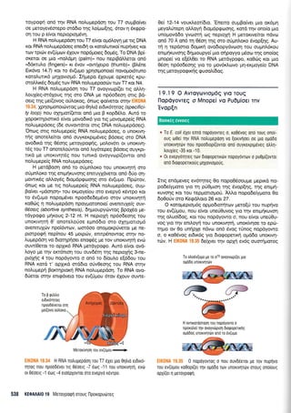 roypogn on6 rrlv RNA noluprepdorl rou T7 ouprBo(vet
oe peroyev6mepo ord6to rqq Lo(;rco[4q, 6rov 11 Srrppo-
orlrou p efuor nepropropr6v4.
H RNA nolupepdo4 rou T7 e(vor opr5Loyr'1 pe rrg DNA
r<or RNA no).upep6oeg enerdri or roroLwu<o( nupriveg rot
ttov rprcOv ev(Upuov 6Xouv nop6proteg 6opr5g. To DNA Bpi
oKerot oe Uto unotrdun (palm)" nou nepgdMerqr qn6
"Sdrcrul.o (fingers), rt Svov (ow(Xerpo (thumb), (FMne
Er5vo 14.7) ru ro 5v(upro Xprloq-ronoe( novo;.ror6runo
xotol,ulr6 gr11ovrog6. Irlgepo 6loupre oprer6g rpu-
oroMr5g 6o;169 rcov RNA noLuprepooc0v rrov T7 ror N4.
H RNA noLupepdoq rou T7 ovoyvcop(et ng oMq-
LouX(eg-or61ouq rnq sro DNA pre np6o6eo4 orrg Bd-
otrq rnq pe[(ovog oriLoxoq, 5nog qo(veror orrlv Ell(0NA
1 9.34, 1pr1or1.rono rciwog pro grTir<i etdm6rr7t aq (s p e c ifi c i -
ty loop)nou q4q;ror(eror on6 puo B rop66Lo. Aur6 ro
XopoKrnprorrr6 efuor provodrr6 yro rrq povopepe(g RNA
noLuprepdoeg (5e ouvowdror orrg DNA no).uprepdoeq).
'Onog ong noLuprepe[g RNA no].uprepdoeg, o unoKr.vrl-
rfg onoreLe(tor on6 ouyxerprpr6veg Bdoerg oro DNA
ovo6rrd rqg 06oqg peroypoqrlg, ;rol,ov6n or unoKrwl-
169 rou T7 onore).orjwor on6 Lry6tepeg Bdoerq ouyKpr-
trrd pe unortvqrrig nou runrxd ovoyvrop((owot on6
noLu pepe(g RNA no).u prepdoeg.
H perdBooq on6 ro oritrmLoro rou unoKrvl1r1 oro
oUpntroro r4g enrp{ruvoqg enmuyldverqr on6 6rio oq-
gowxSg oMoySq dropr6pgoorlg oro 6v(upro. llptinov,
6noq xor pe rrg notruprepe(g RNA notrugepdoeq, oup-
Bo[ver "pdoqol, tou erpoye[ou oro evepyd x6wpo xor
ro 6v(u;ro nopoprdvet npoo6edeprdvo orov unoxrvqri
r<oOrig 4 notruprepdoq npoyUoronols;( avenruyetq, ouv-
06oeq (abortive synfhesrs), drlproupyriwog BpoX6o pre-
rdyporpo pr{roug 2-12 nl. H nepropl np6o6eorlg rou
unortvqt{ 0' onoretrotioe eprn66ro mo olqpronopr6
ovenmulrriv npoi6wrov, coor6oo onoporpUveror Ue ne-
ptorpogti nep(nou 45 gorp<irv, enmp6nowoq orrlv no-
Lupepdo4 vo dtorqprioer enog6g pe rov unorwqrj evcb
ouw(0eror ro op1rx5 RNA perdyporpo. Aur6 e(vor ovd-
Loyo pre rrlv erc6nroq rou ouv66rq rqq neproplg 3-ne-
ptolnq 4 rou nopdyowo o on6 ro 6(oul,o e[66ou rou
RNA r<ord r' opXrxd srddro oriv0eorlg rou RNA mqv
noLugepq Borcrrlprorrl RNA noLuprepdorl. To RNA ovo-
6Ueror orqv enrqdveto rou ev(riprou 6rov 61ouv ouwe-
Merox[vr1or1 rou ev(U gou..-...]
H RNA notrupepdol rou T7 eXer pro Oqtrro erdtr6-
TIToq rou npood6ver rtg 06oerg -7 6rrlg -11 rou unouvrlrrl, evdr
or 06oerq -1 6tog -4 eLodpXovror oro evepyo r6vrpo.
538 (EOAAA|0 19 Meroyporp1 oroug flporopuc0reg
0e( 12-14 vouxleor(6ro. 'Eneno oupBo(ver puo or6prrl
peyoL6tepq oMoyrl 6top6pgooqg, xord r4v ono(o puo
unopovd6o yvoorrl og neproXq H geroxrve(ror ndvo
on6 70 A on6 q 06o11qg oro o6pntroxo 6vop[r1g. Au-
r{ 11 tepdorro 6ogu<rj ovo6ropydvoorl rou oupn}.6r<ou
enrpr{ruvo4g 6r1;uoupye[ puo oripoyyo p6oro rqg ono[og
pnope( vo e(5l0er to RNA prerdyporpo, r<oOrilg Kor pro
05oq np6o6eonq yro ro 1.rov6r<Lrovo Url-eKpoye(o DNA
rnq peroypogtr{q quootr(6o9.
I9.19 O Avroyulvrop6q yto Touq
Ilopdyovreq o Mnop€i vo Pu0pio€t Tnv
'Evop{n
* fo E. coli SXer enro nopoyovreq o, ro06vog ono roug onoi
oug o0ei rrlv RNA notrupepool vo [errvqoet oe gro ol.rodo
unoxrvrlrdv nou npoodrop((ovror on6 ouyrerprpdveg 0trtr1-
trouXieg -35 ror -1 0.
* 0r evepyoqreg rrrlv drorpopeurdrv nopoy6vrorv o puO;rl(ovror
onr! 6rorpopelxouq UIXovroUoLtq.
Irrg en6peveg ev6rqteg 0o nopo06ooupe pepu<d no-
podety;roro yro rn pU0proq rrlg Svop[qg, rqg enr;rq-
KUVonq Kcu rou tep;,rologoU. 'AMo nopodery;roro 0o
6o0oriv oro Kegdloto 26 r<ot 27.
O roropepropr6g opl.ro6rotrltcov prero(ti tou nupr;vo
tou ev(0ptou, nou e(vor uneU0uvog yro rnv enrpul<uvor1
rrlg o).uo(6oq, Kor rou nopdyowo o, nou e(vor une00u-
voq yro rqv entLoyq rou unoKrvl'lrr1, unorfvr1oe to epot-
rrlpo ov 0o unrlpXe ndvo on6 6vog tUnog nopdyowo
o, o r<oO5vog er6rr6g yro 6rogopelr<q o;rd5o unoKrvn-
t6v. H i r :, 6e(1ver rqv opXrl ev6g ouorrlprotog
To o,lo6v(upo Ue To 070 ovoyvtop(er gro
opddo unorwltriv
H owrxordmool rou nopdyovro o
nporole( qv 0v0yv6pron 6torpopetrrlg
ogridog unoxlqrtiv ond ro 6v(ugo
0 nopoyovroq o nou ouv66er0r Ue rov nuprlvo
rou ev(upou ro0opi(er rrlv o;rodo rov unouvlr(rv or0uq ono[oug
opXi(er 1 UeroypoQn.
To p tptitr)ro
erdrrdqrog
npooDdveror orn
 