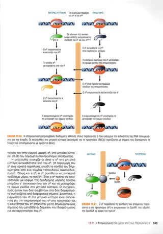 MHTPIKO RTIAP0 To oLodv(ugo nepr6Xer nP0:n0Pl0
tov gH
n rov oao
I
/,---f,-
"r'
0 oK evepyonoreftol rr
exron[(et rov oE
I
Y
0 evepyonorq96vog oK unoorrlp[(er
rn usToYpoQn TOV orlruov yovt6urrv
H onoproy6veorl nepLtroppover 6ro6oXrr6g otrtroy6g oroug nopoyovTeq o nou etreyXouv qv erdrrorqro rrlq RNA notrupepo-
--( yto TIV evop[1. 0t orotrouO(eg oro pqrprro rurropo (aporepa) ror ro npoonopo (6e(La) oXer((ovrot pe orlporo nou 0tonepvouv ro
: orppoyuo (entorl;.ro[vovrot Ue opt(ovflo B6trl).
I
,fuJI
I
0 evepyonotlg6vog oG unooqp[(et q
UsroypoQn rov ri{.rrprov yovt6[tov
ffiw
0 oE evepyonore(ror
n erron((er rov 043
ITo yovOto oK
geroypdrperor on6 rov oE
I
I
I
#t
nowdg rov finv evepy6 Uopgri, oE, oro prppu<6 r<(rrro-
po. (O oE nou nopdyetor oro npoor6pro onodoprefuo$.
H oxoLouO(q ouveX((eror 6rqv o oE fio ;rqrpu<6
rftropo owtxo0(ororor on6 rov oK. (H nopoyoyrj rou
ox eivfl oprerd nep(nLox4, ener6{ ro yov[6r6 rou 6qpr-
oupye(rot on6 6vo ouprBdv ronoerdrro0 ovoouv6uo-
opori!). 'Onog ror o oE, o oK ouw(0eror og ovevepy6
np66popo pr6pto, ro npo-oK, 'Eror o oK np6ner vo evep-
yonotqOe( pre r6rprpro qg np66poUnq UopAnq nporo0
pnop6oet v' owr.Koroorrloer rov oE Kor vo pretoypdget
ro 6r.trrl,ro yov[6ro oro prrlrpu<6 r0rropo. O ouyXpovr-
opr6q owcbv rov 60o ou;rBdwcov qro 60o 6toprep(opro-
to ouwov(eror on6 brogopetxd or1;roto, Iuvomrxd, r1
evepy6qro rou oE oro truppx6 rUrropo e(vot onopo(-
rnrn yro rnv evepyonofioq rou oG oro npoon6pro rot
q evepy6qro rou oc ononefuor yro rq 6rlpuoupy(o ev6g
o{porog nou peroS6eror 6top6oou rou drogpdyporog
yro vo evepyono(oa rov oK.
To rUrtrtogo n1q rptoorpo-
ovogeroDdoqg evepyonore( q
oUv0eoq tou sF 661 169 snPo-E
0 oF owrKoerord To 043
mov nupflvo rou ev(Ugou
I
V
To rewpud odpntroxo rou oF geroypdqer
ro np6tgo yov(Dto qg onopoy6veoqg
0 oG e[vor npor6v rtov np6qrov
yovr6(rov n1 g onoproy6veorl g
0 oG evepyonorefuor ror erron((et rov oF
nP0x0Pt0
&.ry
flK0NA 1S.41 0 oF nupodorei U orjv0eon rou en6pevou nopo-
yovTo o oro npoondpro (oG) rr evepyonoLe( ro SpollR, nou e[o0e[
qv SpollGA vo K6qrer rov npo-oE.
19.21 H Inoproy6veol EtrdyXeror ond roug flopoyorrec o 5tE
+@SpollR
l@p
 