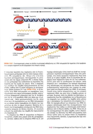 lleptoXq 1
Ynouqqg
+{-l-leptoXfl2
W H RNA notru[epdon rep[or((et
To RNA Bp(orerot grlvo
oqv neptoXrl 1
ANTITEPMATI:MOT Ttloo I neproXrl 1 rioo xot 11 neptoXrl 2 getoypdtpovrot
0 owueppoloUoq Unoper v0 etrdyqer Tl UeToypoq1 K00op((0vT0q 0v I RNA notruUepool 0o repporloet r] 0o nopoptooet
, -, :pLopevo repportorl rot 0o npoXoprlott orrlv enopevn neptoXrl.
- ieuro(o npolrefvq nou nopdyetot on6 ro N-owt-
-.:-crrop6vo petdypogo ond rov dtro np<otpo unor<t-
-:'-l PR, ovopd(trot <Q,. Onotg n N, n Q e(vot
-: *:srvl ovrrrepporrouof. Awtreppror((et rn uero-
::cr1 on6 rov drl.rtpro unoxtvqrq PR, o ono(og nopd-
. ivo prerdypogo nou rordtrconote( ttg npotetveg qg
.'::"qq Kor rnq oupdg tou tpdyou. 'EroL,
1 6t<<ppootl
---, yovr6(ov tou LdprB6o npoyporonote(rot oe 60o
:-:51o, xoOdvo on6 to ono(o etr6y1erot Ue owtreppo-
-:-c (BL5ne Ev6rrlta 27.7 Kot - . ). H Q enL-
-:.:a o-rqv RNA notrugepdoq vo nopoBtdoet rouq
-1:Jorroreq mqv 6q.rrpr1 pretoyporpLr<r1 provd6o, oMd pt',
:. 3^r0g 6Lo<popetu<d prqXovtopr6 on6 qv N. Aw(Oetq
- : rrlv N, n Q npoo66vet DNA (orr1 0doq qut, Q uti-
:a: cn site - 06oq lpqotprono(nonq rnq Q), o).Ld
: -q Kor 11 N ouprnope0etot Ut rrlv RNA no).upepoorl
. :. le rdnoro tp6no nopeprBo(vet mq 6pdo1 rov rep-
-::.;rov oe 6Lo to 6q.rtpro onep6vto. Oofverot 6rt q
: ::r1 rrlg Q nepil.opBdvet enttdXuvorl qg RNA noLu-
-.:corlq ovdpreoo oe 06oetg no0or1g. (H ouvoLtt<t1
:-3.ro1 trlg ovdnru(rlq rou ).d;rB5o 0o nopouotome(
- : Kegd).oro 27).
-o onep6vto rou rRNA 0' ovoprev6tov vo 6e(1vouv
--'..i<orqto, enet6q e(vot ptoxptd oMd 6e preto<ppd(ov-
-: Oordoo, r<o06vo on6 to onep6vto rRNA rou E. coli
nepdXer otrLr;l.ouX(eq rinou boxA xqt boxB flou ouvclp-
poloyoUv oriprnAoro owrepgortopoU ildvo oro petd-
ypqeo, mo ono(q opropr6vot ilopdyoweq Nus e[vqt
rowo( pe ro <pdyo LdpB6o. Awd to otiprntroro 6ev ne-
pr5louv 6vov nopdyowq {nou N i O, TIou Ko6tKonot-
oUwot pr6vo on6 ro yovt6uiporo roJV qdyov, oLLd
enopxoriv yro v' oTlorp5{.rouv tov np6opo tepgonop6
ortg oM4trouX(eg qq qoupr6rog Kot orouq ooOeve(g
p-e[optc0;revouq repUortor6g nou tuXo(vet vo undp-
Xouv prSoo oro 6oprxd yov(6to tou rRNA. O owLreppo-
tropr6g e(vqr ndvro onopo(tqtoq yto rnv enopr<r1
nopoyoyrl rRNA, 61r p6vo 6tov o LdptB6o ptotr0vet to
rrirropo. Euvenrilg, t<ot6 rrlv eE6fuEn rov Borcrqp(rov, ot
nopdyoweg Nus 6ev enrl.6X0qr<ov yto vo 6eurol,0vouv
qv Srgpooq rrov yovt6(trlv-rou LdpBdo oLLd prdMov
yro v' qnorp6rllouv qv nofur<6qro oro onep6vto tou r-
RNA. Or neprol6g-odrlyo( ttov onepov(rov tou rRNA ne-
pr6Xouv oMqLouX(eg boxA nou ouvopl-totroyorjv roug
nopdyoweg Nus r<oOcirg ot otrtrqtrouXbq boxA (enpo-
Bdtr.ouv on6 ro 6(qu^.o e[66ou tou RNA. Onog rot pe
rov qwreppotro;r6 cno <pdyo LdgBdo, outrl 11 6epyo-
o(o otr)td(er trg r6r6rqrcg qg RNA noLu;repdorlg rotd
t6roro rp6no rime vo prnope( nL6ov vo nopoBtd(et
rouq repLlorrorSg. Qor6oo, o Urlxqvtop6g 6ev 6Xet o16-
prq onooorp4vrore(.
To RNA ovTrnpoooneuer
lqneproxdgl +2
iti.ii: 0 Awuepgortopog Mnope(vo E(vot Pu0pLorLrc I"-3 ' 545
 