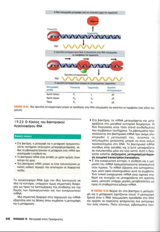 iiifiiii -,ovrspus],olt.,.. ..
&Ynortvrlqq t
@r"liilrw*.wRNA q,rX-, ty*fyyf
Meroypogrr4
povrido
Ynomvrlqg l-lptotetuq
owueppottolrori
fL
rR1
tR,
Mto npolrelvrl ovTtTspu0Ttouou pnope( vo npoodtooet orqv RNA notrugepoorl rrlv rxovoqro vo nopoprooer 6vov erdrxo rs:-
poiloq.
PL
Pnr
D
,R)
pN
pN
p0
Ageoo nptirpo
Ageoo npdrrpo
'0rlrt1ro
19.23 O KtirAoq rou BorrnptoKo0
Ayyetuoqdpou RNA
* Iro porr1pro, n Ueroypoqn rot 11 perorppoorl npoypoTonor-
ouvror rourriXpovo (ou(euyprlvr1 Ueroyporp1/perotppoo4), ro-
0drq ro prpooropolo (euvouv q perorppoorl evog mRNA nprv
otrortrr1po0er 11 ouv0eo[ rou.
* To Borrrlproro mRNA e[vor ooro069 pe Xprivo rlpt(au1g triyruv
Lenr6v rqg opoq.
e'Evo Borrnprord mRNA pnope[ vo e[vor no],uororpovrro pe
notrtr6g rtrldrxdq neptoxeq nou ovTroTorxouv oe Ororpopenro
yov[6r0.
To oyyelrog6po RNA SXer n1v (6Lo erroupy(o oe
6Lo ro r<Urropo, undpXouv 6pro:g orlprowrxdg 6ro<po-
pdq oq npoq rrq ).emoprdpereg qg oUv0eorlq Kor rrlq
doUriq rtrlv npoKopurorrxd;v Kor roJV euxopuortrotv
mRNA.
Mro orlpowrxq 6rogopd onlv nopoyoyrl rou mRNA
e(oprdrot on6 trg O5oerg 6nou ouprBo(ver 11 preroyporprl
ror q perdgpoorl:
o Iro BqKrriprq, ro mRNA preroypdgeror Kqr Uero-
gpd(eror oro povo6rr6 rurropu<6 6roprdpropro. Or
6fo 6repyoo(eg e(vor 16oo mevd ouv6edepdveg
nou ouprBo[vouv rour6Xpovo. To prBooroprdrro npe
oroLlc0wor oro Bor,cqpror6 mRNA npw o16;r; ole
rl,qpoOe( 11 peroypoqri rou, ouvendrg ro
ndtuoapdrto (polysome) ;rnope( vo e[vqr oxdprl
npooxoLlq;.uivo mo DNA. To Bomqprox6 mRNA
ouv4Otog e(vot omq06g xor yr'ow6 prerorppd(etor
oe noLunem[bro pr6vo en( ],(yo ].emd. Aurl q Drep
yooio roAefuor ou(euypdvn Feroypqgrj/perdgpo-
o4 (coupled transcription/translation).
o I' 6vo euxopurotrx6 r<6rropo, q oUv0eorl r<or 4 rrlpr(-
Uovorl rou m R NA npoyporonororiwor onoxl,ermx6
orov nup{vo. To mRNA e(dyeror oro rurrop6dt+
o1-ro, pr6vo ogori ol,or).4pro0oUv ourd ro ou;rBdwo.
'Evo tunx6 europurrlrrx6 mRNA e(vor oXeurd oro-
0ep6 r<or ouvel((er vo petorppd(eror en( opxedg
cbpeg, poLov6l undpXer peydln preroBLqt6rqro oq
npoq rn oro0ep6r4ro erdu<rirv mRNA.
H ElK0l'lA 19.45 6e(Xver 6n oro Bor,r4pro n UeroypG
grl ror q perdgpooq qXer(owor orevd. H petoypogri
[er<rvd 6tov 11 RNA no].u1-repdo4 npoo6e0e( oro DNA
ror op(oer vo nopeUeror qrtdXyowog 6vo owiypogo
rou ev6g xtrrilvou. l1ol,[ o0wopro, prBooroprdrto npo-
llporetvq ovlrepporrogorj
Tepporoqg
546 KEOA Al019 MeToypqqq moug l-lpoxoputirreq
Boorxeg eworeg
H nporeivn ovnrepponoporj 6[ver rq duvordqro oqv RNA notrugepdorl
vo nupoptdoet rov teppottoq
 