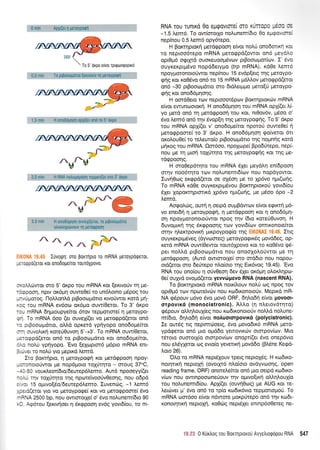 S mi* rri"r'rl,.i I :r lil'rlr ji,;'ir,.)l':
j.J :rtitr li rllli*lrtririiijrj lll:l,lir.i..r iir'i1.'r lt: :ti rliitl
To 5' oKpo elvor rprQooQoprKd
^urd2,0 nrin l-{ ENA noiupepdrq reppot[(er mc 3' axpo
,
_ ;'- 6rr' rff$1, - - 1:a::::_-3:
/  I Y:.+a-:--r/
M -:"t::11)A i.i1:-z
3 C min H ono0rlpqon ouveXi(eror. ru prpoor*uorto
olor<trnotirvolrv rq [€,ToQpoun
,a 'n
/zrr=-,"{-l-
/,r'" I ,
:,. ; Iuvotprl: oT0 BoKT1pro To mRNA UeToypoQsTot,
- : rorppo(eror rot ono6opelror rour6Xpovo.
;<oMrr;wor mo 5' dr<po tou mRNA t<ot (er<tvotiv tr1 pte-
rl:!pooq, nprv or<6pq ouwe0e( ro un6lorno prdpog tou
* - v u 1.roro g. l-l oMontrd prBooropdtLo rtvo tjwou<otd prrl -
. :q rou mRNA ev6o<o or<6;ro ouw(0etot. To 3' dr<po
::r mRNA 6r;;uoupye(rot 6tov repprotrme( q Ueroypo-
:- To mRNA 6oo (er ouveX((er vo pretogpd(eror on6
-: crBooco;rdlo, oltrd opr<erd ypiyopo ono6oge(tor
:-:- ouvo).trq r<ore0Ouvoq 5'-+3'. To mRNA ouw(0etoL,
...::gpd(eroL on6 to prBoooprdrro r<or ono6ope(tot,
:'.: no).r-i ypnyopo, 'Evo
[e1opror6 pr6pto mRNA ent-
: -'",er ro nolri yro prepu<d emd.
Iro Borcrrlpro, n Ueroypoerl not pretd<ppoon npoy-
-:.cnoLo0wot pre nop6proto rol0qro - oroug 37oC,
- r, - 5 0 vo u x..eot(6ro/6eutep6).emo. Aut6 npooeyy((er
-:r.r rrlv roXritrlto qg npurreivoo[vOeor1g, nou o6pd
..:, 15 oprvo[doi6eutep6].ento, Iuvencbg, -1 ],ent6
,.:.ii(eror yro vo petoypocpei Kor vo Uerogpoore( 6vo
-:A 2500 bp, nou owrororXe( o' 6vo noLunem(dro 90
. I Acpdrou [exrvr;oer q dr<gpootl ev6g yovrd(ou, ro m-
RNA rou runrKd 0o epqovtote( crro Kt nopo $m oe
-1.5l,em6. To ow(ororXo notrunem[dto 0o epgonore(
nep(nou 0.5 Lem6 opy6tepo.
H Borcrrlprorcl petdgpooq e(vqt no^.U ono6orx4 rot
ro neproo6repo mRNA ;rerogpd(owot on6 peydlo
opr0p6 ogrXrd ouoreuootrr6vov ptBooroprot(cov. I' 6vo
ouyrexprpr6vo nopd6erypro (trp mRNA), xdOe Lent6
npoyporonoro6wor nep(nou 15 evdp(etg rnq Ueroypo-
qrjg r<or xo0dvq on6 ro 15 mRNA prdMov pretogpd(etor
on6 -30 prBooro;rdrro mo 6rdleq.r;ro prero(0 Uoroypo-
gqq rot ono66prqo4g.
H oord0ero rov Tleptooot6p<ov Borcrrlptorc0v mRNA
e(vor ewunootor<r1. H ono66pr4orltou mRNA opXt(et l,i-
yo prerd on6 rr1 prerdgpoorl rou Kot, nt0ov6v, ptSoo o'
6vo l,em6 on6 qv 6vop(4 rnq Ueroypoq(S, To 5' drpo
tou mRNA op1((er v' onodope(tor npoto0 ouwe0e( f
Ueroqpoore( to 3' 6xpo. H ono66pqo4 qo(verot 6rt
oxoLou0e[ to reLewo(o prBootoprdtro rqg noprnrig r<otd
prrlxoq rou mRNA. Qsr6oo, npolcope( Bpo6ritepo, nep[-
nou Ue rn Urori tolUrrpo rnq Ueroypogrlg r<ot rnq Ue-
rdgpooqg.
H oro0ep6r4ro rou mRNA 61er peydlr; en[6poor1
mqv noo6rrlrcl rov notrunenl6(ov nou nopdyowot.
Iuvq0cog erqpd(etor oe oX5o4 pre to Xp6vo npt(otiq.
To mRNA rdOe ouyrerptpr6vou Borcrrlprorof yovt6(ou
dXer Xoporcrqprortx6 Xp6vo r1;u(oriq, Ue pr6oo 6po -2
Lemd.
Aorpolrig, ourl q oepd ougBdwcov e(vor equcrrl 95-
vo ener6{ 4 petoypoqrl, 4 ;retd<ppoo4 ror q ono66pr1-
on npoyporonororiwor npoq rnv (6ro r<ote0Ouvor1. H
6uvogu<r1 r4g dxrppoorlq rov yovt6(tov otrttKonote(rot
orqv rllercrpovu<r1 gu<poyporp(o qg EIKONAI 19.46. Ittq
ouyrerpqldveg (dyvcooreg) peroypogxdq govd6eg, op-
retd mRNA ouw(0ewo row6Xpovo r<or ro r<o06vo rp6-
per noLLd prBoocoprdrro Trou onooXotrotlvrot pe rrl
prerdrppoorl. (Aur6 owrororle( oro orddto nou nopou-
ord(etor oro 6e0repo nlq(oro r4g Ex6vog 19.45). 'Evo
RNA rou ono(ou 1 oOv0eoq 6ev 6Xet or6pq otrortr4pto-
0e( ouyyd ovopd(eror yew6pevo RNA (nascent RNA).
To Bor,cqprord mRNA noxfi,ouv notr[ cog npoq rov
opr0g6 r<ov nproreivci;v nou ro6xonotoUv. Mepu<d mR-
NA g6pouv ;r6vo 6vo prov6 ORF, 6qLo6r1 e(vot govoor-
orpovrx6 (monocistronic). A).Lo (q ntrerov6tqto)
rpSpouv otrqtrouX(eg nou ro:6rronotoUv notrtrd nolune-
m(6ro, 6nl,o6n e(vor notruororpovrx6 (polycistronic),
Ie ow6q rrg neprmcboerg, 6vo ptovo6tx6 mRNA preto-
ypdgerot on6 pro ogd6o yenovu<tirv otorpov(olv. Mto
rStoro oumorl(o ormpov(rov onopr((et 5vo onep6vto
nou eLdylerot rrlg evro(o yevetx{ provd6o (B}.5ne Keqd-
Loro 26).
'OLo ro mRNA nept6Xouv rperg neptoX6g. H ro6tro-
notrlrtrri neproXrj (ovorXr6 nLo(oro ovdyvcoo4g, open
reading frame, ORF) onoretrekor on6 puo oerpd xo6txo-
v(cov nou owrTrpoooneUouv rrlv oprwo[u<{ oMrl}.oufo
rou nol.unemr6(ou. ApX(er (ouvrlOrog) pe AUG Kor re-
Lercbver pr' 5vo on6 ro rp(o ro6rr6vto tepgottol-toti. To
mRNA oor6oo e(vor ndwore prorpUrepo on6 t1v t<to6t-
xonorrlurrl neproX(, roOrilg nepdler enrnp6oOeteg ne-
-lil 'il 0 KUrtrog rou Borqproxo0 Ayyetrrorpopou RNA 547
 
