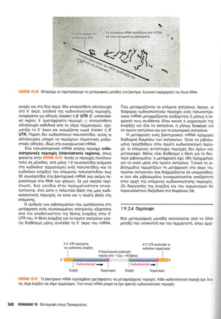 t-a
To yevvdpevo mRNA np0e!6x0uv ono ro DNA
xor eivor xotruppevo pe prpoorogono
Mnopotlpe v0 flopornpnoouUe Ttq UeT0yp0qx6q Uovddeq oT0 PoKrnpro. EuyevLr4 nopoxd)pnon rou 0scar Miller.
at
proX6g Kcr. oro 6Uo dr<po. Mro enrnp6oOerrl oMrlLoul(o
mo 5' drpo, ovo6u<d r4g ro6txonorrltrrrlg neproXrlg,
ovogdpetor coq odqy6g (leader) n 5' UTR (5' untranslat
ed region, 5' operd<ppom4 neproXri -). enrnp6o0erl
oMqLoul(o r<o0o6rxd on6 ro o,j;ro repgotroproU, q4r1-
pror((er ro 3' dr<po ror ovoprd(eror oupd (trailer) ri 3'
UTR. llop6rt 6ev x@drronotoUv notrunem(6to, ourrlg or
oMql,ouX(eg pnope( vo nepr6Xouv orlgowrx6g puOpu-
oux6g o6qy(eg, rdicog oro europuronrd mRNA.
'Evo nol,uororpovrx6 mRNA en(o4q nepr5ler ev6o-
ororpoux6g neprol6g (intercistronic regions), 6nog
go(veror or4v Ell(ONA 19.47. Aur6g ot neproX6g nou<fi,ouv
notr6 oe prdyeOog, on6 trr6l,tg 1-2 vouxLeor(6ro ovdpeoo
oro rro6rr6vro repporroUoU ev6g no).unel6(ou rqt ro
ro:6rr5vro 6vopEnq rou en6pevou nolunenn6(ou 6oq
30 voux.l,eorbro qro Borcrqprord mRNA (xor or<5prr1 ne-
ptoo5repo oro RNA trov gdyrov). Ie pto or<po(o nepi
rroon, 6Uo yov(6ro orrlv npoytlotrr5rrlro enrKo-
trUmowor, rftor riore rlteAeuro(o Bdon qS prog ral6r-
ronotrlru<qg neproXrlg vo e(vot xor 11 np6q Bdo4 tqg
en6prevrlg.
O opr0pr6g rrr:v prBoo<rt1.ror[ov nou eprn].6xowot orrl
petdrppoorl ev6g ouyrerprpr6vou ororpov(ou e[oprdror
on5 trlv ono6our6rrlro rnq 06o119 6vop(qg orrlv 5'
UTR rou. H 05o4 6vop(49 yto ro nptirro ororp6vto y[ve-
tor 6ro0Sorprl U6fuq ouwe0e( ro 5' drpo rou mRNA.
E'
| ..1r: -r-C rT1..:
-+ !
il
H 5' UTR nporlye(tot H 3' UTR oxotrouoei ro
rou rotOtxovlou tlvop{1q xo.r6rx6vro repportopou
I H dloototpovrxrl onooToon I
I norx[trer ono -1 eulq -40 pooerq I
l-lilg prerogpd(owot ro en6pevo ormp6vro; Apoye, or
6rd<popeg ro:6tronor4lr6g neprol6g ev6g nol,uotorpo-
vtxori mRNA;rerogpd(owor ove[dpqro rl pujnog q 6r<-
gpoon roug ouv65ero6 E(vor rorv6g o ;rqXovropr6g rrlg
6vop{qg yro 6},o ro ormp6vro, ri Unnoq dtorpdper yro
ro npcilro ororp6vro Kcu yro ro eooteprxd ororp6vro;
H perdgpooq ev6g Bor,rqprorori mRNA npoXope(
6ro6oXu<6 6ro;r6oou rov ororpov(<ov. Orov to prBoorr:-
prdtro npoo6e0oriv orrlv npc0rrl ro6rronorqnxrl nepto-
Xt1, or en6preveg ow(ororXeg neproldg 6ev 51ouv r<ov
getoyporpef. M6]lq y(va 6ro05orprrl n 06on yto ro 6eri-
repo ptBooropdno, q perdgpooq 6Xer r16q npolcop4oer
yro ro roLd pr6oo oro np6to ororp6vro. Tunrrd to pr-
Booropdrto reppror(ouv q prerdgpoorl qro drpo rou
npcilrou ororpov(ou (rot 6roXrop((owor oe unoprovddeg)
t<t tivo v6o prBooroprdrto ouvoppoLoyekor ove[dptrlro
mqv op14 qg en5prevrlg ru:Stronorqttxriq neproX4g.
(Or 6repyoo(eq rnq 6vop(49 Kcu rou repprorropoti 0o
nqpouoroororiv de(o6txd oro Kerpd).oro 24).
19.24 I'lepiAn$n
MLo peroypogrrq povddo onore}.e(ror on6 ro DNP
peto[[ Tou unoKrvnrq xor rou repprolorrl, dnou oplL-
J
,-.KiL'0ii0f l "iiKll +
'Evop[rl
Tepgortopdg 'Evop(rl
TspUqTroUdq
To porqptoro mRNA nepiloltpovet operogpooTeq Kor geroqpo(opeveq neprox6q. Ko0e rodrronoullrrl neproXrl 6XeL 0 . :
qq o1;to ev0pElq rot olpo repportopo0.'Evo tunrro mRNA pnopei vo eyer oprertlg rodrronorllreg neproXeq,
548 KEOMA|0 19 MeToypoqrl oroug l-lporoputrtreg
 