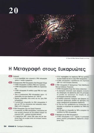 @ Carol & lVlike Werner/Visuals Un - :: -
H Meroypogt1 oTouq EuKopudrreq
ffi Erooyoyrl
* lto vq npoode0e( orov unorrvlrrl 11 RNA notrupepool
npenet v' ovo(er 1 XpoUouvrl.
0r Europuorxeg RNA l-lotrupepdoeg Ervor flotrupepr1'Ev(upo
* H RNA notrupepool I ouvO5rer rRNA orov nuprlv(oro.
e H RNA notrupepoorl ll ouv0erer mRNA oro nuprlv6ntro-
ou0.
s H RNA notrugepool lll ouv06rer ptrpo RNA 0To nupn-
vtlntroopo.
* 'OtreS
or europurrltrreg RNA notru;repooeg 6Xouv -12
unopovddeg rol e(vor oupntroro rtov -500 kD.
* Meptx6q unopovodeg eivor rorvrlg Kor onq rperg RNA
notrupepooeg.
s H Ueyotr[rep1 unoprovodo qg RNA notrugepoorlq ll
6XeL pro CTD nou onore),e(ror ono notrtrontr6g enovo-
trrlgerq evoq enro;le pouq.
H RNA l'lotrupepdor; 'EXer
evo ALpepq Ynouvlr4
c 0 unoxrvlrrls iqg RNA notrupepooqg I onoretre(rot onrj
6vov xevrptrd unoxtvrlrr; rot 6vo ovodtro orotXe(o rou
unouvlrrl (UPE - upstream promoter element).
* 0 nopdyovrog UBF1 rutrryet DNA yupto onri pto npo-
teivrrrl dopr; yro vo rp6pet rovro rov revrprro urroKrvrl-
rr1 ror ro UPE.
s 0 SL1 nepiloppovet rov nopoyovro TBP nou egntrexe-
r0r oTrlv 6vop(q ror onrl lg rperg RNA notrupepdoeq
* H RNA notrupepoorl I npoodeveror oro oupntro<:
UBFl -SL1 orov revrpmrl unorrvrlrr;.
ilFry5.
*:, F,F
ffi H RNA notrupepool lll Xprlorponorel T6oo Ko0o6rroLr
'0oo ror Avodxoug Ynorrvrlr6g
* H RNA notrupepoorl lll 6Xer 6uo runoug unouvlrolv.
e 0r eou;reptro( unorrvrlr6g eXouv ppoXeieq ouvorvsT.-
xeg otrtrqtrouX(eg nou pp[orowor luioo oTn peToypoq.-
rq povodo ror nporoLouv rqv 6vop[q 0e Urc
ouyrerpq6vrl ondoroorl ovodxd.
e 0r ovoduo[ unorrvlr6g nept6Xouv rperg ppoye[eq ou-
vorvertreg otrtrrltrouxLeq ovodrro rrlg orperrlpiog oric
ono(eg npoo66v0vT0r UsToyp0qxoI nopoyovreg.
* 0t TFrrrA ror TFrrrC npoodevovror ong ouvorverx6g otr-
trqtrouXLeg rt enupenouv qv npdodeorl rou TFlllB o-qr
oqeqp(0.
* 0 TFrrrB rp5per cog unopovo0o rrlv TBP ru enupdnel qr
npoodeol rrlq RNA nolupepoolg.
H Aqeqp(o yro rqv RNA l-lotrugepoorl ll
* H RNA notrupepoorl ll yro v' opX[oer Tn UeroypoQr
onoue( yevlrouq UeToypoqrKoUg nopoyovreq (ovolro-
(ovrotTFlfi).
ryE*3
554 KEOAAA|0 16 Iuoqporo EnLdtop0uloqg
20
ji
,$-
.:$.'j
t ,.1
{.!.:
5i .*
.*:
..!' l-
 