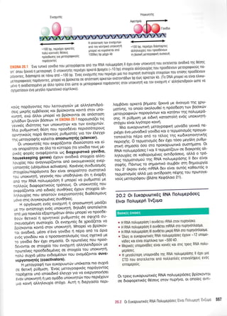 EvLoXurnq
Ynouvn"rnq
-1 00 bp, nEPtdxet oPKtTeq
notrri r<ovrw6q 06oetg
npdo6eorlq Yto UeToYPoQtKoIq
ono rov xevrptro unoKtvlrll
Unopo( vo xuPoiveruL onri
1 006eq bP PdXPt kb
H onootoorl rtrlv evloxUT{iv +-1 00 bP, nePtdXer dtdonoPreq
ohtrr1)rouXieq nou nPoodevouv
.
rn Booun ueTqYpqQtKn ouoKturl
2O.2 Ot Europuortr6q RNA lloAupepdoeq
Eivol floAuUEPfi 'Evquuo
nopoyovreq
, : . , .Evo
runrxd yovioro nou peroypoqeror ono rrlv RNA nou;repooq ll exer 6vov unortvrlrrl r10u eK1e[veTot ovobtro rnq oeolc
ln. onou (errvo 11 Ueroyporpn. 0 unorLvrlrflg nepulXet op*rii BpoXeo (-iO np) o,o,Xiiu otrtrntroux(oq.nou npooo6vouv preroypoqtro0g no-
j0y0w0q, oroonopro oe novrrr ono -100 bp..Evoq evroxurflg nou nepr6xer p,o n,o'or1.,r,oyt1 ouorotx(o orotxe[ulv nou en[olq npoootlvouv
-eroypoqrrouq nopoyovreq, pnopei vo ppiorerot o, onioioJn,.i*r,,i,u i*o,ouro6orv Lp eolq opxerd'v kb (To DNA unope( vo elvot etrtrul-
Jsv. | 0v06r0Toyp6vo pe otrtro rpono eror 6ore or usT.yp.QrKoi nopoyoweq orov unorrvqq K.r T.v rvr'xuTn v otrtrrrtrenrbpo.v titore vo
:xf Uorloouv 6vo peyotro npolreivtr6 o[pntroro)'
<orjg nopdyoweq nou treLtoupyofv pre o]']'r1]'enL6pd-
otrq'U,*ptlq'eprBetreLoq r<ot Bp(ot<owot xowd orov uno-
.,ul.h ,u, dLLo, prnope( vo Bp[or<owot oe on6oroot'1
,<lL,iolu (euyrr-rv B&oeolv. H r' ''r
",,' '" ' nopouotd(et ttg
:iru,o6q rdt6trlteq rr,ov unoKtvrltotv xot trov evtoxuttilv'
r"ll.o pugU,*tr<r1 Oeoq nou npoo65vet nepLoo6tepouq
"o"ni*o,is
nopd Oertxo0q pu0gtor'59 Ylo..to' dI'eYXo
iq !,t oypoQnq r<qtrekot onootonrp4g (silencer)'
'OL
unortvrlr6q nou er<ppd(owot t6tooUototo t<ot e[-
'.'ot onopoittltot oe 6tro to t<trropo (ro yov(5to rouq Ue-
.,^X ,p"pei ovocptlpowot tr;g 6lolerptcrtx6 yovi6to'
ntrt'"r"irping genes) tixouv ovo6trd orotxe(o ol'trq-
r.cuxloq nou ovoYvcDpiqo*ot on6 otroupevtrotiq evep-
. onotrlt6g (u biq u itous activato rs)' Kovtlvoq ouv6uoopr6g
-or'lriorTt opdyowo 6ev e[vot onopo(tqto ouorotLr6
1., uno*,rn-n, yeyov6q nou uno6qtrtovet 6rt q evop[r1
:no tqv nNl no).upepoorl ll prnope[ vo pu0prtore( pe
.oMolq dtotpopettro0g tp6nouq Ot unortvrlt6g nou
t.,ppa(o*o, un6 etdLr6g ouv0r1<eq dlouv orotle[o o]'-
i."1ou1(og nou onotto0v evepYonotqr6q 6ro06otpouq
-ouo or,q ouyr<er<ptp5veq ouv0rlreq'
--
,
"pVarroq
ev6q evtolurl 11 onootonqrq protd(et
-t -nu !*t*otXq ev6g unot<tv1tr1' 6qodq.onotetre(tot
l:ro 1.uo notrA(o e(opqpotcov 6nou prnope( vo npoo6e-
3oiv 0ettxo( q opvqtir<o( pu0;rtot6q oe oqtXtd ou-
,otuooUgu.l ouorotl[o Ot evtcrlut6g 6e Xpero(etoL vo
.o(orowot rowd orov unortvrltrl' Mnope[ vo Bp(ot<ov-
.or ovo6tr6, p6oo o'5vo yov(6to 11 nepo on6 to 6pto
avoq yovt6[ou Kot o npooovoto]'topr6q toug o'letLrd pe
-o yov[6to 6ev 51et,o1proo(o Ot npulte[veq flou npoo-
5evowot oe orotxeto iou evtoXurl oMrlent6po0v pe
.pr-"iv"s npoodiaepteveq oe orotxe[o tou unortvlrq'
ro0 ouXvd ptSoto ev6to;reo0lv nou ovo;'to(owot ouve-
vcpyonorrlr6g (coactivators)'
'
H pretoypotpq tov europurrltcilv un6rettot TIto ouxvo
;e Oettxll p,igU,o.t. 'Evoq petoypoqtr6q nopdyowoq
-opeXt-o, un6 toroerbtxd 5}'ey1o Yto vo evepyonotrloet
,uou unoo,untrl q prto ogd6o unorrvqtolv nou nept6Xouv
.rto r<otvr1 otrq}'ou1[o or6Xo Aurl ri 6tepyoo(o nept-
Lo;rBdvet opretd Briproro: (erw6 pre,dvotytrro rnq Xpo-
,.ii*., ro'ono(o orol'ou0ef 11 np6o6eor1 tov Booxriv
;;;l;;v nopov6wtov xor
^qr6nw
qq nol'uprep6-
[[;:'[Eeu,on r-,t et6txrl rorooro]'ri ev6g unor<rvr1t(-
or6Xou e(vot trtY6tePo r<owt1'
Mro euxopucottKn UeroYpoqrrci govd6o levtrd ne-
or6xet 5vq uovo6tr6 yov(6ro Kot o repportoUoq flpoYUo-
i;,i;;;,';epo qnb to t5trog rqg rtodtronotqtrr<r1g
neptoXfq. O rep;rort4t6q 6ev 6Xer 16oo UeY6In puO;tt-
*l^n'iihu*(o'6oo oro TlpoKoputotu<d ouorrl goto' ot
nrun'r,oLugepdoeg I r<ot ll teppot((ouv oe 6tor<ptt6q otr-
iniouxfts'oe xo0optop6veq owr6p6o.ets' op6 o tp6-
;;;;AuL-,opro6 rrlg'RNA notrugepdorlq ll 6ev e(vot
oo.inq. lldwoq to <n1powtr6 ougBdv orrl dlptoupy(o
ior-ilaopou ev6q mnruR 6ev e(vot ow6q ro0out6g o
tepproro;r6q oM6 prto ow6poorl nS$nq rou rporoYe-
uo,iq UetoVpdqou (BL6ne KeQdtroto 21)'
" H RNA notrupepoorl I ouv0eret rRNA orov nuplvtoKo'
* H RNA notrupepoorl ll ouv06tet mRNA oro nuprlvontroo;t0'
s H RNA notruuepoon lll ouv06ret uLrpo RNA oro nuprlvontroolto'
* 'OeS ot europuortr6q RNA notrupepooeg 6xouv -1 2 unopo-
vodeq rot e(vot ouptntroro rcov -500 kD'
- 1y1a,*ei unopovodeg e(vor rotvrlg Kot oTtq rpetg RNA notru-
Uepdoeq.
* it ueyor[repr1 unopovodo qg RNA notruuepoonq Il 61eL pto
CTD nou onoreLelrot ono notrtroneg enovotrlQetg evoq
enroUePoUg.
Ot tpetg europutottxSq RNA noLu;repdoeg Bp[oxowoL
ot oio,popt trSg 06oetg orov nuprlvo' ot ono[eq owt-
20.2 0r Europuortr6q RNA tlohuuepdoeg Eivot llotruuepn'Ev(uuq 55'',
 