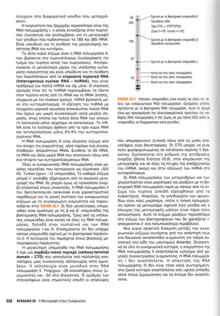 ororxofv oro droeoporrKd yov(5ro nou Ueroypd-
90UV.
H evepy6rrlto nou (eXop(et neproo6repo e(vor qg
RNA nol,uprepdonq l, 4 ono(o ewon((eror orov nuprlv[-
oro (nucleolus) r<or ovoLoprBdver yro rrl preroypogri
rtov yovr6frov nou rto6rronoroUv ro 18S ror 28S rRNA.
E(vqr uneU0uvn yro 14 orivOeol qg geyoUrepnq no-
o6qroq RNA rou rurr6pou.
To dMo rUpro dv(upro e(vor q RNA noLuprepdorl ll,
nou Bp(oretor oro nupqv6ntroopro (nucleoplasm) (ro
rpnpo rou nuprlvo ercr6q rou nuprlv(oxou). Awrnpo-
oone6et ro geyotrUrepo prdpog tqg un6Lornrlq Kurro-
pu<{g evepy6rnroq Kor e(vqr uneUOuvn yro 14 oUv0eo4
rov neptoo6reprov on6 ro erepoyev{ nuprlvrx6 RNA
(heterogenous nuclear RNA - hnRNA), nou e(vor
np66popro yto noMd mRNA ror 6Xr pr6vo. O rLoou<69
opropr5g rltov 5rr ro hnRNA nepil,oprBdver ro ndwo
mov nup{vo ercr6q on6 ro rRNA ror ro IRNA (en(oqg,
oritrrgovo Ue rov r.troorr6 opto;r6, mRNA Bp(orerot pt6-
vo oro r<urtop6ntroopo). H e[5toor1 rou hnRNA pe
oriylpovo ;ropror<d epyoLe(o onorol.0mer noLl,d RNA
nou 51ouv prev purprl ouyx6wp<ooq oMd peydL4 oq-
proo(o, 6nog en(oqg ror noltrd dLLo RNA rrov onoftov
q l,enoupy(o pr6lrg op1(ooge vo rorovooUpe. To mR-
NA e(vor to Lry5repo dgOovo on6 ro rp(o rUpro RNA
Kor owrnpooone(er p5tg 2/"-5% rou rwtoponl,o-
olloru<o0 RNA.
H RNA notrupepdoq lll e(vor 6troooov 6v(upro on6
qv dnor,Lrq qg evepy6qroq, oMd nopdyer 5vo orlvoLo
oro0epc0v, onopo(rqrov RNAs. Iuv06rer ro 55 rRNA,
to IRNA ror dMo puxpd RNA nou onoretrofv ndvo on6
6vo r6topto rov Kurropontrooprorxcirv RNA.
'Otreg or europurotrr6g RNA noLupepdoeg efuor pre-
ydtreg nprrlreiveq nou Letroupyoriv og o0prnlor<o -500
kD. Tunxd 51ouv -12 uno;rovd6eg. To r<o0op6 5v(u;to
prnope( v' ovo).dBer e(oprtir;revq on6 ro er<proye(o geto-
ypoqn rou RNA, 6e prnope[ 6puog vo npor<o].6oet 5vop-
[r1 ent].ercttxd orouq unoKrvnrdg. H RNA no].upepdoq ll
tou Saccharomyces cerevisiae e(vot lopoxtrlptmtr6
nopd6erypro yro rq yevx4 oUoroorl tov euxoputottxc0v
ev((;rov Ue rrl ouyKexptpr6vq evepySrlro Kcu ilopou-
ord(eror orqv E|(0NA 20.2. Or 6rio ;reyotrrirepeq unoUo-
vd6eg e[vor o;r6],oyeg pre rtg B r<or B' unopovd6eg qg
Borcrqprox{g RNA notruprepdonq. Tperg on6 trg un6trot-
neg unoprovd6eg efuor rowdg oe 6leg lg RNA noLuge-
pdoeg, 64).o611 e(vor ouotottrd rot ttov RNA
noLuprepoorilv I r<or lll. Enrorlpro(verqr 611 6ev undpler
rdnoto unopovd6o oXenr<r1 pre ro Borcr4pror6 nopdyov-
to o. H Lemoupy(o rou nepdXetor orouq Boou<oUg ge-
roypogrro[q nopdyoweg.
H preyoLritep4 unoprovd6o rrlg RNA nol.upep6orlg
ll SXer puo xoppofu-retrrx{ neprol{ (carbory-terminal
domain - CTD) nou onorel,efuot on5 noMontr6g eno-
vol,4rferg Uroq ouvorveru<4q oMqtroul(og emd optvo-
(6ov. H oll.qLouX(o e(vor l.rovodrrrl orrlv RNA
noluprepdoq ll. YndpXouv -26 enovol,rll.rerg oroug (u-
gog6xrpeg rqr -50 mo 0r1tromu<6. O opr0pr6g ttov
enovol4r.peov e(vor oqprowu<69 ener6{ or ono}.orgdg
IXertxrl ge rn Borrnptorn unogovodo p
l-lpood6ver DNA
'EXer
CTD : (/SPTSPS)n
[(uun n=26, novrlrr n=52]
Ixenr<r1 ge rn Borrr1prorn unopovodo I
tlpoo66veL vourtreor[0ro
IxerLrrl pe rrl Boxrnprorn unogovddo o
Kotvrl ror olg rpeiq notrupepooeq
Korvrl ror oug rpe[q notrugepooeq
Korvrl ror olg rpe[g notrugepooeq
Konoreg unopovodeg elvor rorveg oe otreq rLc .--
[erg rorv europutolr6v RNA notrugepootirv. 0ptop6veq en,.-- .
oXer[(ovror ge rr1 porqproul RNA notrupepool. Auro ro o'1---
e[vor ;-uo npooo;-ro[roor1 rou ltrerrpoqopllrou npor0nou Tl( ..:.
Oopnq RNA notrugepoolg ll Uq (uUnq oe pro n1rrrl SDS tlmE -
unogovoDeg vo droyroproro0v roro p6ye0og.
rrou oTropoKp0vouv (runrxd) ndvo on6 ng ptodg eno-
vo},r1r,Uerg e(vor 0ovorlq6peq. Or CTD ;rnope( vo e[vot
nolri groogopu).urlprdveq oe rordLotno oepfurlg rl epe-
ov(vr1g. E;rnL6r<ovror otrl pU0puon rnq ovr(6poo4g
6vop[qg (B].6ne Evotrlta 20.8), arrlv enrprfxuvoq qg
preroypo<pr1g ror oe 6Leg ng mu15g qg ene[epyooiog
tou mRNA, or6;rq Kor srrlv e[oyroyri rou mRNA oro
rurrop6nl.ool-ro.
Or RNf noLuprepdoeq rov Urroxovdp(cov Kor rs)v
XLcoponl,oordlv e(vor pur<p6repeq ror prord(ouv Ue rn Po-
rcrrlprorrl RNA nol,uprepdorl nopd pe rdnoro on6 to 5v-
(upro rou nup4vo (enet6ti e[e].(10qrov on6 to
euBor<trlpro). Aogdrcbg, ro yovr6uiproro roJV opyovr-
6[ov e(vor no].ti gxp6tepo, on6re q rontrrl no].uprepd-
o4 np6ner vo pretoypdQet olerrxd L[yo yov(6ro ror o
SLeyXoq rnq Ueroyporp4g pdllov e(vor ndpo noAti
onLoUorepog. Aurd ro 6v(upro protd(ouv neptoo6tepo
oro 6v(upro trov Borrqprorpdyorv nou 6e Xperd(etot t'
onoxp(vowor o' 6vo noLunlor<6repo neprBdMov.
Mro rUpro npornr4 6rdr<ptorl pero[U rov euKo-
purorxriv ev(6prov ouvdyerot on6 t4v ondwqo{ toug
oro 6u<ur<Lu<6 omonem(dro o-o1.rovn(vq (ro rofu<5 ou-
mortr<6 mo e(6r1 rou UovrroptotS Amanita). Ouotoon-
r<d oe 6Lq rq euKopuorrrd rrjrropo, q evepy5qro rqq
RNA nolutrrepdonq ll ovoor5Merot yprlyopo on6 Xo-
prrlLdg ouyxewprrloetg o-o1lovn(v4q. H RNA noLuprep6-
oq I 6ev ovqor5trtreror. H ondvrqoq tqg RNA
notrugepdorlg lll 6ev e(vor t6oo r<oLd ouwqpnp6vn:
oro (rou<d rUrropo ovomSMeror on6 utp4ld en(ne6o,
oLld otoug (ugoprixqreg ror ro 6wopro 6ev ovoor6l-
Leror.
558 KEOAAAI0 20 H Meroypoqrl orouq Europu6reg
 