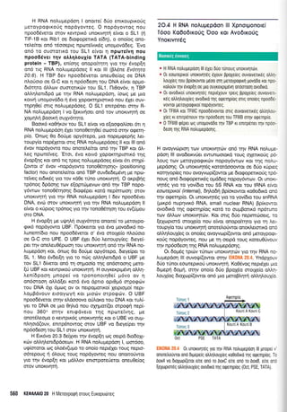 H RNA nolupepdon I onore( 6Uo enrrouprro0g
peroypoqrKoUq nopdyovreg. O nopdyovroq nou
npoo66vetor orov rewprr6 unoxtvqr{ e(vor o SL1 (n
TIF-1B rqr Ribl oe 6rorpoperrrd e(6r1), o ono(og ono-
rele(rot on6 r5ooeprg npcoteivu<69 unogovddeq. 'Evo
on6 ro ouorqrrxd rou SL'l e(vor q nptore'iv4 nou
npoo66ver r4v otrtrqtrouyio TATA (TATA-binding
protein - TBP), en(o4g onopo(rr1q yro rnv 6vop[r1
on5 rrg RNA no),upepdoeg ll roL lll (BL6ne Ev6rqra
20.6). H TBP 6ev npoo66veror oneuOe(og oe DNA
nl,orioro oe G-C r<or 11 np6odeorlrou DNA e(vor oppro-
6r6rqro dlLtov oumorrxtirv rou SL1. flt0ov6v, r1 TBP
otrl,qlenrdpd Ue rnv RNA noLuprep6o4, (oog Ue Uro
r<orvf unopov66o 11 6vo Xoporcrqptmrx6 nou 61et ouv-
rqprl0e( mrg noLupepdoeg. O SLI ennpSner or4v R-
NA nol,upepdorl I vo [errvrioet on6 rov unorrvqtrl oe
XoUnIn Boorrrl oulv6rqro.
Boorr6 ro0qxovrou SL1 e(vqr vo e(oogol(oer 6rr q
RNA nol,ugepdorl SXer ronoOeqOe( ooord ornv ogern-
p(o. 'Ontog 0o 6oripre opy6repo, pro nqpepeep4g Let-
roupy(o nop6Xeror orrg RNA noAuprepdoeg ll ror lll on6
5vov nopdyowo nou onotel,e(ror on6 tr1v TBP ror 6A-
treg npolretveg. 'Erot, rivo rorv6 XopoKrrlprorrr6 qg
Svop[qg ror on6 nq rpsrq no],upepdoeg e[vot 6tr orqpi-
(owot o' 5vov "nopdyowo rono06r4oqq" (positioninQ
factor) nou onorelefuqt qn6 TBP ouv6e6e;r6vq pre npo-
retveg erdu<5q yro rov rd0e r0no unorwrlrrl. O or<prB4q
rp6nog 6pdonq r<rlv e[oprc0prevov on6 qv TBP nopo-
y6w<ov tono06rqo49 6roq5per r<ord nep(moorl: orov
unorrqr4 yro rrlv RNA noluprepdorl I 6ev npoo6Sver
DNA, ev6 fiov unoKrvrl{ yro qv RNA no},uprepdorl ll
e(vor o r<riprog rp6nog yro rnv tono0Srrloq rou ev(tiprou
oro DNA.
H 6vop[r1 Ue uqrnln ouyy6rrlto onome(ro Ueroypq-
9116 nopdyowo UBF. llp5r<enot yro 6vo govodr6 no-
Lunem(6ro nou npoo66veror o' 6vo morXe(o nLorioro
oe G-C oro UPE. O UBF 61er 6Uo Leroupy(eg: 6eye(-
per rrlv one).euO5poorl rou unorwqrq on6 r1v RNA no-
Lupepdoq r<ot, 6nog 0o 6ori;re opy6repo, dreye(per ro
SL 1. Mto 5v6er(r1 yro ro ndrg oLlrlLenr6pd o UBF pre
tov SL1 6(verot on6 rr1 oqproo(o t4g on6oroorlq Uero-
Ef UBF ror rewpu<ori unonvqt{. H ouyrerprpr5vq oMq-
l,en(6poor1 prnope( vq rpoflonorq0e( pr6vo ov q
on6moorl oLld[er rord 6vo dprro opr0p6 mporpc0v
tou DNA 61t 6prrrg ov or nerpquoru<o( lerpropro( nepr-
LoprB6vouv etooy<oyrl ror prori:v orpogriv. O UBF
npooS6verot orqv eLdooovo o0l,or<o rou DNA xor rul(-
yer ro DNA oe Uro 0qlld nou oXqpor(et orpo<p{ nep(,-
nou 3600 orqv enrgdvero rnq nporetvrlg, Ue
onor5treogo o xewpx6g unor<wrlrjg xor o UBE vo oup-
nLqord(ouv, enmpdnowoq srov UBF vo 6eye(per qv
np5o6eoq tou SL'l orov unor<rqq.
H Etr6vo 20.3 6efiyer qv 5vop(q og oerpd 6ro6oXr-
rcirv oMq).enr6pdoeov. H RNA noLuprepdo4 l, ocr5oo,
ug(ororor tog oLoSv(upro ro ono[o nepdler rouq nepto-
o6repoug r] 6).oug roug nopdyoweq nou onomofwor
yrq rnv 5vopEn ror prdLl,ov enrorpore0eror oneuOe(og
orov unoxw4trl.
2O.4 H RNA noAup€pdon lll Xpnorponorei
T6oo Ko0o6rro0q'Ooo ror Avo6lro0q
Ynorrvnrdq
* H RNA notrupepoorl lll 6Xet 6[o runoug unorrvr[drv.
* 0r eoolrepuol unorrvqr6g 6Xouv ppoXeteq ouvorverx6g otrtrn-
trouXteg nou pplorovror p6oo oq peroypoqxrl ;rovo6o ror npc-
ro),ouv n1v evop(q oe pro ouyrerptg6vl onomooq ovodtxo,
a 0t ovodtro[ unonvrlr6g nepreXouv rperq ppoXereq ouvorvrTL-
rdq otrtrltrouxieg ovodrrd qg oqerrlprog olg ono(eg npoobe-
v0vTor UtToyp0rpuoI nopoyovreg.
* 0r TFlllA ror TFlllC npooOevovror oTrq 0uv0rvrTrK6q otrtrltrou-
X[eq rr enup6nouv Trlv npoo0eol rou TFlllB oqv ogerqp[0.
q 0 TFlllB rpdper oq unoprovodo qv TBP Kr EnrTpener rrlv npoo-
deon rrlq RNA notruUepooqq.
H ovoyvrrlpror; rov unoKrvnrcllv on6 qv RNA no).upe-
pdorl lll ovo6etrvUer ewunootord rouq oxetKoUq pc-
Loug rtrrv peroyporptxrrtv nopoy6w0lv Kor r1g notrl-
Uepdonq. Or unorrwlr6q rorordooowor oe 6[o x0prec
roqyop(eg nou ovoyvop((owot pe 6rogopelrorjg rpo-
noug on6 6rogoperu<59 opd6eg nopoy6w<ov. OL unox.-
vqtdg yro to yov(6ro rou 55 RNA xor rou IRNA eivc.
eourepLxo( (internal), 6r'1Lo6r1 Bp(or<owot ro0odLrd onc
qv oqeqpio. Or unorrvqr6g yro ro yov[6ro tou snRNA
(pur<p6 nupqvu<6 RNA, small nuclear RNA) Bp(r<owc.
ovo6rxd rnq oeernp(og r<ord to ouprBoru<6 np6runc
tcov dMov unoxrvrltulv. Kor ong 6Uo neprmo.loerq, rc
[eXoprord ororle(o nou e(vor onopoirrlro yro r; ].e:-
roupy(o rou unoKrvnr4 onoreLoriwor onor).erortxd onc
oMrlLoul[eg or ono(eg ovoyvop((owor on6 Ueroypoei-
roUg nopdyoweq, nou pre rr1 oerpd roug r<orcu0Uvou,.
tqv np6o6eoq rqg RNA nol.u;repdorlg.
Ot 6op5g rprciv r[nrllv unorrvqtutv yro rrlv RNA no
Lupepdol lll ouvotU((owor ornv' : "ir --' ,. Yndplou,
6Uo t0nor eocoteprroU unor<rvr1rq. Ko06vog nepr6leL ;-rrc
dtpeprl 6oprq, orqv ono(o 6Uo BpoXdo ororle(o oMr-
A.ou1(og 6tolcop((owor ond pro preroBLqrrl oMrlLoulic
Oct PSE TATA
I 0L unouvrlreg yro qv RNA notrupepoorl lll pnopei ,
onoretro0wor ono 6rpepe(g otrqtrouXreq ro0odxo rr1q oQeqpioq T:
boxA vo OtoXtrlpr(erot efre ono rc boxC elre ono rc boxB, eue o .:
[eXorprmeq oiitroux(eq ovo6xo qq orpeqp(oq (Oct PSE, TATA)
560 KEOAM|0 20 H Meroypoqrl oroug Europudrreg
Boorx6g ewomg
 