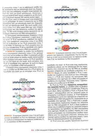 - - :<Lvnrqq tinou .1
Yto ro ptBoottlptr<6 yov(6to tou
:: ::ctelenoL on6 prLo oL}qtrouX,rr boxA nou dtoXtlpG
-. :. ond 6vo ev6tdpreoo orotle(o (indermiediate ele-
--.=-l-lE) ond prto boxC otrtrr1ouX[o 0]'6r]'qpr1 q
-.:.o1q boxA-lE-boxC ouXvd ovorptipsrot olq 5S eorrlre-
: ,- cuOprortr<r1 neptold (5S internal control region - l-
-: :rl (0pr1, prdvo ro motle(o boxC e(vot onopo(-rqto
r rn peroYpoAn O r0nou 2 unor<tv4tqg yto to IRNA
:-::e}.e[ror on6 pto oMq].ou1[o boxA nou 6toXtopi(e-
-: :no pLo oMrltrouX(o boxB. Mto r<otvq op65o unoxt-
.. *,'tUnou 3 yt' dMo;rtxpo RNA 6Xet tp(o orotle(o
- .'-oux[og nou 6].o Bp(oxowoL ovo6txo r1]g oQtrn-
: -.: To [6Lo outo orotle(o en(or1g Bp(or<owot Kot ot
- -i:.-too unorwqrttrv qg RNA nouprepdoqq il'
3: emopepeiq oMqlenLdpooetq 6toq6pouv orouq
, ,: rjnoug eooteptrcbv unoruvrltr.rlv, n opxrl dpoq e(-
-- ,,cLvr'1. O TFrIC npoo6dvetot r<o0o6tr<d rlq opern-
: r: eire ove[dpqto (unor<tvrp6q tlnou 2 yto IRNA)
: -.- :. ouvduoop6 Ue rov TFrrrA (unoxtvqt6g tilnou 1
: 5S RNA). H nopouo(o tou TFrrrC enttp6net orov no-
: r, 3',ro tono0Stqoqq TFrrrB vo npoo6e0e[ ornv oqerr]-
, : Enerro enLorpore6etot 11 RNA noXutrrepooq lll'
: i ouvo{,r[(eL to orobto tnq ow[dpoonq
, : - -i tocDreptr<o[g unortvqtdq r0nou 2 nou Xpnotpo-
- : .l -wot yLo to yov(6to tou IRNA. H on6mooq ;reto[ti
- :,.1 <ot boxB ;rnope[ vo notrfter eneL6q noMd yov[6to
':'. - nepLdxouv 6vo prtr<p6 twp6vto' O TFrrrC npoo6eve-
-r (lr oro boxA Kot oto boxB. Auto enitp6net orov
-: 3 rro npoo6e0e( ornv oQernp(o. Ie ow6 to orlpe(o
--::oi vo npoo6e0e( 11 RNA noLuprepdoq lll'
- 5io<popo orouq eoorsptr<o6q unor<wr1t6g t0nou 1
: :o yov(6ro tou 55 RNA) e(voL 6tt o TFrrrA np6net vo
-:::6e0eI mo boxA Yto vo enttp6!.reL mov TFrrrC vo
0r eocoreptrol unorLvrlrdq runou 2 rnq pol lll Xpnot-
ponotouv roug nopoyovteg ouvoppotroynorlq TFrrrA rot TFrrC oro
box,4 rot rc boxC Yto v0 ontoTpore0oouv rov nopoyovro rono06-
qorlg TFrrrB, nou npooetrx[etrriv RNA notrupepoorl lll
npoo6e0e( wo boxC. O TFrrrA e(vot Svog nopoyowog
np6o6eorlg eL6tr<dq Yto rrlv oMq).ou1[o 55 nou npoo-
S6verot orov unoKtvrlrrl r<ot oro 55 RNA olq ouvo66g
npcltelvq (chaperone) roL yovt6Lor6q puOptmqq H
deiper 6rt ;r6trLg npoo6e0e( o TFrrrC, n oKo-
).ou0(o rr.,.lv oupiBdwcov e(vot r<otvr1 pe roug unoxLvqt6q
rrjnou 2: o TFrrrB (nou nepL6Xet rrlv otKoupevtr<r1 TBP)
npood6veror ornv oqerrlp(o r<ot q RNA nolupepoorl lll
ouv66etoL oro odpnl'or<o' Ynortvqt5q t[nou 1 Bp[ot<ov-
ror p6vo oio yov(6to Yto to 5S rRNA.
bt TFrirA t<ot TFrrrC e(vot nop6yoweq ouvoppoA6yq-
oqg (assembly factors), pre provo6txd p6Lo vo Boq0o[v
orqv np6o6eol rou nopdyowo rono06tr1or1g TFrrrB orrl
oo.lorrl 0eor1. M6LLg npoodeOe( o TFirrB, ot TFrrrA xot TFrrrC
lrnopti v' onopoKpuvOo0v ond rov unoKtvrlrrl lcop(g vo
enqpeoor-e( q ow(6poor1 6vop[1q. O TFrtB napapivet
npoiodedel.tevoq, Kowa o'tqv aEerqpb xat 4 napouo[a rcu
enopxe[ 6orc 11 RNA noupepaorl lll v' avayvapbet Kat va
npoo6e0e[ oil]v aqfirlp[o. 'Etot, o TFrrrB e(vot o 1'tovodt-
r<6q npoy;rottr<6q nopdyowoq 6vop(qg nou onotre(toL
on6 tqv nNR noLupepdoq lll. Aurn n oerpo oupBdwov
e(qye( nog to ro0o6Lrd orotxe(o rou unoKtvnrq prnopo0v
vo nporotr6oouv rnv npdo6eorl qq RNA noLupepooqg
oqv oqernp(o, 611l'o611 nto ovo6trd. flop6lo nou Il tKo-
v6qro UeroYpoQnq rov ouYKeKptpSvc'-lv yovt6(tov npoo-
6[6etot on6 rov eoortepLr6 unortvltrl, o]}'oy6q mqv
neptoXrq opr6orrrg ovo6trd qq oqeqp(oq prnope( v' oMd-
(ouv qv onoteleoporLr6rqto qg peroypo<prlg'
O TFuC e(vot 6vo peydlo nporeivtx6 otipnlot<o
0r eooreptrol unortvrlr5q r0nou 2 rlq pol lll Xplot-
-. :i0uv qv npoo6eorl rou TFrrrC ortg otrtrr1trou1leq rou box' rot
-',
- :oxB Yto v0 entoTpuTeu00uv Tov nopoyovro ionoOdqorlg TFr'
' -rl npoottrruet qv RNA notrupepooq lll.
Aroeqp(o
Kour( A Kouri B
2*.4 H RNA notrupepdorl lll Xplorgon0tsiT600 Kooodtro0q
'0oo rot AvoDLxoug Ynoxrvltdq 56'l
tr
 