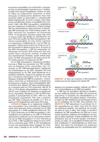 Anopokqrrl npoun60eorl yro vo (extvrloet I UeroYpo-
qq e(vor vo rpononotqOe( 11 Xpcoprot(vq rot v' ovo6top-
yovoOe( orrlv ovoLarrq 6topr6pcpooq. En[or1g, oe 6treg
rLg rd{eLg rov euKclpucortrcr:v unoxLvrlrcrlv, to 6noto
oxroprepdg voureooull-toticov Bp(or<etot ndvo orov
unoxrvrlrq npSner vo peroKrvrloe( 11 v' onotrlor<puvoei
(BAdne Ke<pdtroro 28). Ie out6 to orlpre[o, 6vog nopd-
yowoq rono0Stqoqq prnope( vo npoodeOei orov uno-
xrvr'1rr1. Kd0e rd(q RNA no),upepdonq unopoqOefuot
on6 6vov nopdyowo rono06tqoqg o ono[og neprdXet
TBP nou oMqenrdpd pre dMo ouorortxd. H ot<poort-
X(6o TBP owtorotXe( crro "TATA binding protein", 6q-
trodrl "npore(vr1 nou npoo66vet tqv oLLqLouX[o
TATA". H ouyxexprll5vq nporeivq opXrxd nrlpe ourd
ro 6vopro ener6rl eiye Bpe0e( 6tL npoodev6tov mo
r<our[TATA cno yov(ELo rrlq RNA no].uprepdorlg ll. Me-
rdner-ro ovor<o).[<p0qre 6rL e[vot en(or1g ouorottrd
rorv nopoy6wov-rono05rloqq SL1 Yto rrlv RNA no-
).u;repdorl I (BI5ne Ev6rqta 20.3) t<ot TFrrrB yto rrlv R-
NA noAuprepdoq lll (BLdne Evotqra 20.4). Ze outdg rtq
Srjo RNA no).uprepdoeg, q TBP 6ev ovoyvtrtp[(eL qv
oLr;trouX(o rou KourtoU TATA (er<r6g on6 roug uno-
xtvrlr6g rUnou 3 tqg pol lll): ouvenrig, to dvopd qg
e(vot ncpontrovqttrd. Entntr5ov, nop6tt noMo( unoKt-
vrlrdq qg RNA nolu;repdolq ll dev dXouv r<outLd TA-
TA, en(or1q onot-ro0v rqv nopouo(o qq TBP.
l-ro rqv RNA noLuprepdorl ll, nopoyowoq rono06rq-
oqg e(vot o TFrrD, nou onoreLe(toL ond TBP ouvde6e-
;r5,vr1 oe 6tdgopeg d).Leq unopovd6eg (6tog 14),
yvoror6g og TAF (TBP-associated factors, nopoyoweg
nou oMrll.enL6porjv Ue rnv TBP). OpLolt6vot TAF e(voL
ororxeroperprxo( pre qv TBP, dMot Bp(oxowot oe UL-
r<pdrepeg noo6rqteg, eriprlpo nou oqpo(vet 6rt undp-
louv nol.Lon).69 nopolLoydg TFrrD. Ot TFrrD nou
neprdXouv 6rotpopetrr6g TAF 0o trlnoporioe v' ovoYvo-
p((ouv unorrvqtdg pe 6totpopettroUg ouv6uooproUg
ouwrlprl prdvov crrotle(ov, 6nog npoovop5pOqre (B1"6-
ne Evorqra 20.5). MepLr<o( TAF dlouv toroet6tt<4 6x<ppo-
oq. H ouvotrLr<r1 pd(o tou TFrrD tuntxd e(voL -800 kD. Ot
TAF rou TFrrD opxLr<d ror6u<onotq01t<ov un6 popgn n.X.
TAFIiOO, 6nou ot optO;ro( "00" dqtrorvouv 11 propror<r1 pd-
(o rnq uno;iovd6og. l-lp6otpoto, oL TAF tqg RNA no).u-
pepdorlg ll petovo;rdornKov oe TAF1, TAF2 t<.o.t<. Ir1
ouyrexpLprSvrl ovoporol.oy(o, TAFl e(vot o peyotr0re-
pog TAF, TAF2 o en6pevog oe prdyeOoq r.o.t<. 'Erot, ot
otrr6troyot TAF dto<popettru:v eL6o-rv 61ouv (6to 6vopto.
H "::.. ' ' 6e(1ver d-rr ot nopdyoweg tonoO5-rq-
onq ovoyvop((ouv rouq unoKtvlt6q pe 6totpopertr<6
tp6no rord nep(moor1. Itouq unortvqt6g yto qv RNA
notruprepdoq lll, o TFlllB npoo6Svetot 6[ntro orov TFll-
lC. Iroug unorrvrl-r6g yto rrlv RNA noLuprepdoq l, o SLI
npoodSveror oe ouvduool-td pe rov UBF. O TFIID e(voL
onox.,etsrrxd une0Ouvog yto rnv ovoyvtrtptol unoKtvrl-
rov yto qv RNA notruprepdoq ll. I' dvov unor<tvr1tr1 ge
r<our( TATA, 11 TBP npoodSvetoL et6Lt<d mo xout[ TATA,
evc0 oe unortvqtdg ltop(g TATA, ot TAF ovoLopBdvouv
ro Spyo rrlg ovoyvtoptorlg dMtov orotXe(rov rov unoKt-
vrltcrrv, 6no:g 4 neproXrl lnr rot ro DPE. Ontog t<t ov et-
Ynorrvrlr6q qg
pol lll
C/nruRnorupepooltrt
Ynorrvnrdq rnq pol I
Or^NAnorusepriqr
' :. Ie otrouq roug unoruvr1t6q, ot RNA notruUsp00€.
rono0erouvror ono evov nopoyovro nou nepL6Xet TBP.
o6pletoL crro oUpn).oKo Svop(r1q, enL6(olq rrlg TBP er-
vor v' oMrl).enr6pooet Ue rrlv RNA no).upepdor1.
H TBP 6Xer rrlv oouvrlOtorq L6t6qto vo npoodeve-
ror orqv etrdooovo orjloxo tou DNA. (Itr1 ouwptmLxr
nlerov6tqro, ot npcoreivsq nou ol.l.qlent6potiv pe rc
DNA npood6vowot orr; pei(ovo o0).ot<o). H xpumoML-
xr1 6oprl qg TBP unodrlltrtvet 6vo Lemopep5q powdAc
yro rqv np6o6eor1 rnq oro DNA. Oncoq rpo(vetot orq''
. ,' . , q TBP neprrurLrrrvet rn [i[o ntreupd tou D-
NA, olrlpor((owoq Uto "0610> yiptr; on6 5vo tprlprc
rqg etroooovog oriLor<og, nou rdptmetot Yto vo Xopt'
oet p6oo oe ourrl rr'1 o6tro. Irqv npd[1, ! eoorsptK-
enrqdveto rrlq TBP npoo66vetot mo DNA Kot n UoYC-
).rjrepq e[oreprxrl enrqdveto e(voL dto0SotUrl Yto sno-
edq ps dMeg nprotefveg. H 06oq np6o6eoqg tou DNA
onoteLe(ror on6 pLo C-tel.tr<q neptoXq, ouwqprlpdv'
perolrj rcov er6c,.lv, xot q peroBLrlrl N-teLtr<r1 oupd no"
e(vor erreOerpdvrl yr' o).Lr1).enrdpdoetq Ue dl).eg npco-
refveg. 'Evo pr6tpo rqq ouw(prlorlq rou prlxovtopot
6vop(qg rrlq Ueroypo<pr1q e(voL drt 11 oM4LouX(o npdc-
564 KE0A Al0 20 H MetoypoQn orouq Euxopu6req
YnoKrvnTdq rnq
pol ll
 