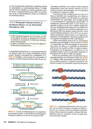 19.2 H Meroypogri
Zeuy6polpo Bdoeorv
A(euydporou DNA
llpoylroronoreiror pe
o€ Uro (Ouoo^i6o,)
pe nrilq or [elotpror6g pu0;uorrr5g owrdpdoerg gnope(
vo ouvdud(owor oe nol,unLor6repo 6(rcruo. To Kegd-
Loro 30 ovoL0er np6o0eroug rp6noug prlOpuoqg, pero-
[ti dMtov n Xpnorporofiorl gu<pc0v RNA, r<or qvo].Uer
nrilg ourdg or oMqlenr6pdoerg prnope[ vo ouvddowor
oe peyolUrepo 6(rcuo.
roypogrx{ quoo}.[6o", mrlv ono(o ro DNA nopo6rxd
6toXrr:p(eror orouq 6Uo provo0g drc0voug rou Kor o
xi.cbvog extrroye[o Xpnorpono€(rot yro vo xqreuO0ver
q o0vOeorlrou xl.drvou rou RNA.
H oLuoGo rou RNA ouw(0erot on6 to 5, npog ro 3,
dxpo pre npoo0qr<q v6ov voux.l.eon6(ov oro 3' drpo rqg
ou(ov5;revrlg oi.uo6og. H 3'-OH opd6o tou reLeuro(ou
vourlsort6(ou nou npoor60rlre or4v ol,uo.(6o owrbpd
pr' 6vo eroepl6;revo 5'rpupoorpopx6 vourLeoo(6ro. To
etoepX6prevo voux.l,eoo[6ro Xdver ng 6Uo re].u<6g gco-
o<popu<6q oprd6eg (y r<or B), evr6 4 opd6o o Xpnoqonor-
efuot oro goorpo6eoreprr6 6eopr6 nou ro ouvdder arnv
qluo(6o. H roXUr4ro qg ouvoLx4g ow(6pooqg yro rr1
Borcrqpror<f RNA noLuprepdorl prnope( e(vor dog -40-50
vouxLeor6ro/6eurep6l,emo orouq gToC yro ro nepro-
o6repo prerdypogo, nep(nou (oog pe qv to1tirqro pe-
rdgpooqg (15 opwo[do/sec), oMd no].ri ;ur<p6repq on6
rrlv rolrir4to owrypoqqg rou DNA (-800 bp/sec).
H RNA noLugepdorl 6qpuoupye( rr1 ;reroypogrxrl
<puooL6o pr6).rg npoo6e0e( o' dvov unorrwlrn. H ElK0l{A
19.4 nopouord(er qv RNA noLu;repdoq vo perorrvefuor
r<ord prqrog rou DNA, pre q guool(6o vo peroxrve(ror
po(( qg Kor rnv o).uo6o rou RNA v' ou[dva oe pulrog.
H 6repyoo(o rou (euyopcilUoroq rov Bdoerov Kor rrlq
npoo0{r<r1g Bdoecov ;r5oo orq <puooA(6o roro.)Jeror xt
enr4pefuor on6 r4v (6ro ulv RNA noi,uprepdo4.
H 6opr1rrlg quooL(doq 96oo oro oritrrnLoro rnq Ue-
royporp4g go(veror ar4 Aemopepn dnorln qg E|K0NAI
19.5. Ko0rig q RNA noLuprepdor; perorrvefuor r<ord prj-
Koq rou DNA erpoye(ou, ro 6(r),ovo (erultyetor oro
pnpoorrv6 pSpoq qg guool,(6og (onUe(o [erutriyprorog
e H RNA notrupepoorl droXropr(er roug duo rtrdrvoug rou DNA
oe pro eqrlgepl ,,rpu00L[60" Kor xprlouon0re( rov 6vo r],tirvo
org ergoye(o yro vo roreu0uver rr1 ouvOeo4 prog oupntr4prrt-
porxrlg otrtr1trouXLoq RNA.
* To Unroq qg quootrrdoq e(vor'12-14 bp evdr rou uppr6(ou R-
NA-DNA p6oo orq quootrOo 8-9 bp.
H peroypocprl Xprlor;ronore( q ouprnL4prollolx6rqro
ro-lv Bdoecov, 6ncog xor or dMeg owr6pdoetg noLuge-
prol.rori, dqLodq 11 owrypogq xoL 4 ;rerdgpoorl. H
.,',, ': ,', . ono6(6er q yevrKr1 opxn rnq ;retoypog4g. H
o0v0eo4 tou RNA npoyporonore(ror pr6oo oe Uro (Ue-
Kodtrdg x.tirvog
Ktr6voq eKuoye(o
0r rtrtirvor rou DNA dtoXrop((ovror yro vo oX4porLoouv
Uro UeToypoQrKrl rpuootrido. To RNA ouvrlOeror pe oupntrrlpotporxo
(euyoputlro rtov pooeov pe rov evo ono roug r),(rvoug rou DNA.
514 KEOA Al0 1g MeToypoQ1 oroug l"lporoputirreg
w;.@,TWrx"=
ffifl.M-ffix ''r*er'ffi"x-ffi
EIK0NA 19.4 H geroyporpq npoyporonorefror gdoo oe Uro quoq-
tri60, orqv onoio RNA ouw(0eror pe (euydptopo rov pdoetov 1r,
6vuv on6 roug rtr6voug rou DNA oqv nprioropo [erutrryp6vrl
neproXrl. Ko0tig perouve(ror q quootrbo, ro D(xtrrr:vo DNA [ovo-
oXrlp0ri(eror n(oo u1g, exron[(ovrog ro RNA un6 popqrl povrlg
nol,uvouxl,eo16xrl g otruo6og.
To DNA onodroTdoor.o,
I
H oUvgeo4 Tou RNA
[euvd mr1 quoo],6q
Boorxdg evvoreg
J
+ 0uootri6o peroypoqftg +,
 