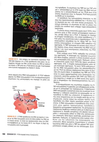 Auo onorferg rou rpuoroyouq ougntr6xou TF;B_
TBP-DNA derXvouv ol o TFIB npooD6veror roro 1u1xog Tnq Ks_
roppevlg ntreupog lou DNA. 0r Duo rtrdrvot rou DNA Ue rpoorvo
x0l r[rplvo, i1 TBP pntre ror o TFriB rrjrxrvo rot pop. H tporoyporpio
e[vor euyevlrfl nopoXtirprlorl rou Stephen K Burley.
vetor o<prXrd orrlv RNA noLuprepdoq ll. O TFrrF nrOovdv
g6pveL qv RNA noLupepdorl ll oro ouvopl_roioyo,jprevo
orjpnl.or<o rrlq Ueroyporpqg xor nopdler ro pdoo yLo
rqv np6odeorl. To orjprn).oKo rrlq TBp r<or ro.rv TAF * :
pe(v' oM4lenL6pd ;re rri CTD oupd rrlg RNA nor."*.
poong xoL 4 o).).r;tren(6poor1 pe rov TFrrB iorr;g e..:
en(ot|g o4powrx4 6tov ro 6rpep6g TFrrF/notruLrep::_
ouv6e0e( pe ro otiprnl.oxo.
H npdodeorl rqg no).ugepdorlg enerre(ver rrc :..
oetg nou npoororerjowor xo0o6tr<d rou + 15 orov ().-'.
vo expoye(o Kor rou +20 orov r<).rr.lvo ;rr1_enUoysro -_
5v(upro enexre(ver ro oUpni.oxo oe 6).o ro gqroc :: -
enerdfl mo ovo6Lx6 dpto undpXer trtpo enrnpooii:-
npomoo[o.
Tr y(vetor orouq uroKrvrlrdg 1op(g r<outf TATAr A::.
po(r4ror e[vot or [6ror yevu<of UeroypoerKof nopo,, : ,_
teg, geto(U dMo-rv xor o TFrrD. H nepLoXrl lnr nope ,.
ro orotle(o rono06rr1oqg, oro ono(o npoo6due-o, . --
FirD [.r5oo qg txov6r4tog ev6g 11 neprooordpcrrv TAF .
ovoyviop[(ouv oneuOe(og r4v lnr. !],],or TAF rou -tr len(or1g ovoyvrop((ouv to morle(o DpE xo0o6tr<c :-:ogeqp(og. H TBp l,eLroupye( oe owoUg rouq uno(,,_.
r5.g nep(nou dncDg oroug unorrvr;r6g qg RNA no).:*:,
pdonq I rot roug eooreprrorig unorrvqrdg rrlg F.,,_
notrupepdorlg ilt.
Orov undplet rour( TATA, xo0opi(eL rrlv ewor.:-
rrlg o<perrlp(og. H ono,trorcprl rou nporotre( ovur!:.. :
orq 05o4 Svop(qg, 1-ro).ovdrL 4 dnoro ouvo).rxq UaLa;*
rnq Ueroypo<pnq e(vor olerrxo pur<p(. l-1pdypol, KCr:: _
or unorrvrlr5q Xop(q r<our( TATA 6ev dlouv 1-rovo6L<.:
ogeqp(eg; 6ror, 11 dvop[4 npoyproronore[tor peoo ;.puo ouoroLX(o oqerrlpurrv. To xour[ TATA euOuypc_..
(er rqv RNA no).u;repdoq pdoro r;g oMrl).en(dpo;'.:
Ue rov TFrrD r<or dLAoug nopdyoweg dtoL rr-lore vo <a, _
vder mr1 oroorrl 0do4. H npdo6eoq r4g TBp oro TA-_
e(vor ro r<[pto Xopor<rqpLorrr<d orqv ovoyvo,rptorl r: _
unorrvqtq, oMd 6rjo trreydi.or TAF (TAF1 r<or TAF2) a
orlg dplowor o' enog4 pe ro DNA rowo orrlv oes:-.
p(o xr en4ped(ouv qv onore).eoporLrdrqro rr.lQ o,1..
dpoorlg.
. .
H ouvopl.ro).6y4o4 rou oupnLdrou dvop[rig rlq r"
NA no).upepdorlg ll epr<pov((er ;uo ev6rogdpouoo owit:.
!n le q petoypo<pq rov npoKopurr;trrrv. H BorcrqpLc*-
RNA noAupepoorl ouoroortxd e(vqr dvo ouvercrrx6 our:.
0poro1lo pr evdoyevrl trov6r4ro vo ovoyvop((er Kcl ,.
lnpoodSvet ro DNA rou unoKrvnrrl. O nopdyowoq lnou e[vor onopo(r4rog yro rrlv dvop(4 oMd o1r yro :r .
enrprlxuvo4, yiverot rpnUo rou ev(U;rou nporoI or::
npoo6e0e( oro DNA, nopdrL opydrepo pnopei vo 5..
ororot. H RNA no).uprepdoq ll npooddvetor orov unci..
vqrrl prdvo ogdrou nporlyou;rdvcrlg npoo6e0c_.
[eXoprmo[ UeroypoerKo[ nopdyoweg. Or peroypo<p L,r :
nopdyoweg 6to05rouv ovd).oyo pd).o ;re ro BoxrqpLc<:
nopdyowo o, 6r-ilo6r1 enrpdnouv otr1 Boo.Lxrl noAuu.
pdorl v' ovoyvrr;p(oer eL6rro ro DNA orrq oMrl).ouXLot
rou uroKrvrlr4, oMd dlouv ovomri{er ;reyo}.0reprl o,,,r-
{opr1o[o. l-lpdyporr, oL nopdyoweg e(vor xup[rr-lq unr_
0uvot yro rr;v e16rxdrnro rnq ovoyvoprorlq rc-
unoxtv4r4. Mdvo optoprdvor ou1lperdlouv o, efloe..
nproreivrlg-DNA (xor pdvo 11 TBp xor prepu<o( TAF npo.
potonoloriv eno<pdg eL6Lr<dg yro rrlv oMqtroul(o). Iur,i
Ko0oDrrd
DNA
0 TFIIB npooDevetor oro DNA rot epleror o,eno_
Ql Ue qv RNA notrugepoorl rovro orrl 0eo1 e{oDol rou RNA r<or
ro evepyo revrpo, ro onolo rot npooovorotrL(et novrrl oro DNA.
Avnnopopotrtrere Us Tlv Etrovo 20.12, nou beLXvsr rr1 doprl rrlg
notrupepoorlg roro q peroyporpq,
568 tGOA/lAt0 20 H Meroypog4 orouq Europutirreg
I
Merox[v1or1
Ev(rjpou
 