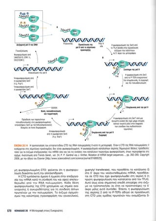 Gr:G G
v,i'Aip $ *ro
Pol ll
PP
Y.iersg s RNA
pol ll
Ysprsgs
RNA
Pol ll
Aeqolevf pol ll rou DNA
Ynoxwqqg npooflKuoq r[q
pol ll ond ro otiurloxo
rpo6vopqnq
H Qooqoputrioon qg Ser5 ond
 ro TFllH Por10o ornv npood)xuon
 ev(rjpov nou rotrUnrouv
 ro 5' 6rpo rou [erqypdqou
Poly A
site
Anoqooqoputritoon
ond q QtooQordon SerS
(n.x. Scpl)
Un qoogopu)rroprSvq CTD: <po[vetot 6tt 4 qoogopu-
l.(roo4 6tor<6mer ourti qv oM4lenidpoorl,
H CTD epntrSretot dpreoo { 6ppeoo orqv ene(epyo-
o(q rou mRNA rord 11 orivOeorl rou Kot ogo0 onetreu-
Oepo0e( on6 rrlv RNA noLuprepdon. Kd0e 06o11
tproorpopul,(roonq rqq CTD XprlorpeUet og o4pre(o ovo-
yvdlpronq r1 oyr<upo66tnonq yto rn ofvdeon dtrl,tov
npcoreivc0v Ue rrlv noluprepdoq. To 6v(upro oxrlport-
oUoU rnq roL0mpog (tpovogepdorl rou Youovultt<oti,
iexivllro rnq pol ll
H rptorpopu)r(oor1 on1 Ser2
ond ro P-TEFb evepyonote(
rqv enqgrlruvorl, q ouppoErl
xor qv noluodevutr(trlq
H Q(DoQopu)(oon orn SerT und Utq
dyvrooq rwdorl Dev SXet Udxpt mryUnq
rdnoro yvomd pdtro oqv drgpootl
rtrtv yovt6lov nou rtoduonororiv
nporetveq
Enrp{xuvol on6 rqv pol ll
Iuppotpti
guanylyl transferase), nou npoo0Stet to rotdLotno G
fio 5' drpo tou veoouweOetg6vou mRNA, npoo6Sve-
ror or CTD nou 61er qoogopuLtco0e( arrl oepfuq 5 (r1
npdnrl <proo<popul,(trlon nou KotqLUetot on6 rov TFrrH).
Aur6 (oog e(vot oqprowtx5 enet6ri enttp5rlet oro 6v(u-
Uo vo rpononor{oer (rt 5tor vo npoqror6q;e0 ro 5'
dxpo pr6l,rq ow6 ouwe0e(.'Eneno, q goorpopul,(oorl
tqg oep(vr1q 2 on6 to P-TEFb odqye( oe npoo6trr<uor1
orrl CTD puog oprd6og npoteivcbv nou ovoptd(owot S-
l-truxo(utrioon;
0toorloputritoorl on6
)dk8/Srb10, ERK %,
)DCZCDKl)
Anorpoorpoputrioorl onri
q qoorpordol Ser2
(n.X. Fcpl )
noqooqoputr(ooq ond
m QooQqrdqn SerT;
Kon{, notruodevutr[toorl
xor repporroprig
l-lpdodeol rtov nopoydvttov roluodevutr[oonqmrgqooqoputruog6veg 
efiovqtrnuerq Ser2 ue nenttdu]tonpo]rtvtro0g 
6eoUoUq oe trans 0roudpqoon
EIK$NA 20.14 H rpononoirlorl rou enronemrdiou CTD r4q RNA no)upepooqq ll rord q UEToYpoQ1. 0rov q CTD qq RNA notrupepoonq ll
ero6pXeror mo o0gntroxo npo6vopEnq 6ev e[vor Qooqoputrroudvn. H Qtr:otpoputr(oon rototrofnov oep(vnq dnptoupYe( O5oetg npdodeoqq
t6oo yro ro 6v(upo ene[epyooioq Tou mRNA 6oo ror yro ng uvooeg nou rorotrUouv nspotTdpo tptootpoputr(tlon, dntoq neptYpdqtTot oIo
oflUq. AvqTfntoorl on6 Trends Genet., vol.24,P. P. Gardner ror J. Vinther, Mutation of mRNA target sequences..., pp. 262-265. Copyright
2008, ge qv odeLo tou Elsevier [http//www.sciencedirect.com/science/iournal/01 689525].
Avqxurtroon rnq pol ll
Enrp{xuvol on6 r4v pol ll
570 KEoAAAI0 20 H Meroypoqn orouq EuKopudTeq
Y$prsts
RNA
Pol ll
 