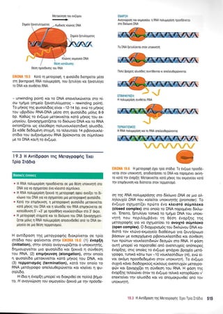 Merorw4oq rou ev(Upou
'+
05oq npdo6eolg rou RNA
EIK0NA 19.5 Kord q Ueroyporprl, I rpuootri0o Drorrlpeiror p6oo
oq porqproxrl RNA no)upepdol, rou [erutrfyer xor [ovoru)ryer
ro DNA rot ouv06rer RNA.
- unwinding point) ror ro DNA enqvefurd)veror oro n(-
oro rprlpro (o4pe(o (ovorullyprmoq - rewinding point),
To pqrog rrlg <puool,[6og e(vor -12-14 bp, evcir ro ;uixog
tou uBpt6(ou RNA-DNA pr6oo on1 rpuooLbo pr6llq 8-9
bp. Ko0rig ro 6v(u;ro petorwe(ror r<ord prrlxog rou eK-
poye(ou, [ovoq4qpor((eror ro 6[r],rovo DNA ror ro RNA
erron((eror o g eLeri 0ep4 nol,uvo u x.leorr6rnj ol,u o(6o.
Ie rdOe 6e6op5vq onypf , ro rel,euro(o 14 prBovouxi.e-
or(6to rou ou[ov6pevou RNA Bp(orowor oe oUpntror<o
pe to DNA xo/r1 ro 6v(upro.
19.3 H Avri6poon Tnq McToypoefiC'Ex€l
Tplo lrd6to
" H RNA notrupepoorl npoo06veror oe pro 0eorl unoKrvrlTrl oro
DNA yro vo oXqporloer 6vo r],eroro oupntroro.
" H RNA notrupepoorl [exrvo q Ueroyporp1 orpou ovo[[et ro di
rtrrr:vo rou DNA yro vo oXqporloer Uro UeToypoqrKrl rpuootrido.
* Koro r1v enrpfruvor1, I Ueroypoqtrl rpuootrrdo perortvelror
roro pr;roq rou DNA ror 1 otruo[do rou RNA entplruveror oe
roreuOuvorl 5'+3' pe npoo0rlrrl vourtreortdlrrrv oro 3' orpo.
* H Ueroypoql oroporo rot ro dlrtrtovo rou DNA [ovooXlporr-
(erot gotrrg 1 RNA notrupepoorl onoouvdeOel ono ro DNA er-
poyelo oe Uro eeon repportolrou.
H ow(dpoon rnq Ueroypognq drorp(veror oe rp(o
orddro nou cpo(vowor ornv i', ' : (1) 6vop[n
(initiation), orrlv ono(o ovoyvrop((eror o unoxrvrltrlg,
6q;rroupyekor Uro guoo).[6o r<or (erLvd 4 oJv0eorl
rou RNA, (2) enrp{xuvon (elongation), orrlv ono[o
11 guool(6o ;."tetoxrve(ror r<otd pr1<og rou DNA, r<or
(3) repponop6g (termination), xord tov ono(o to
RNA perdypo<po oneleu0epcbverou<or r<).e(ver q rpu-
oo).(6o.
H (6to q 5vop[r1 prnope( vo 6Lor<pr0e[oe noMd Bqpro-
to. H ovayvdtpon rou expoye[ou lexwd pe u1v npoo6e-
ENAP:H
Avoyvtirptorl rou expoye(ou: 11 RNA noLugepdol npoo0everoi
oro 6[x],rovo DNA
To DNA {erutrryerot orov unortvrlq
llotrrj ppoXe(q qtruo6eq ouw[0ewqt Kr oflelsueep(tvovror
EflIMHKYNIH: 1
H notrupepdorl ouv06ter RNA
TEPMATIIMOI:
H RNA notrugepdon Kqr ro RNA onetreu0epdrvovror
ElKOllA 19.6 H peroyporprj 6xer rp(o md0rq: To 6v(upo npoo66-
veTor oTov unouvrlr4, onodroroooer To DNA xor nopop6ver or(vr1-
ro xord qv 5vop(1: Merouve(ror rord plrog Tou eKpoye(ou Kqrd
r4v enrp4r<uvq rqr 6r(ororor orov reppouogd.
oq rnq RNA nohupepdo1g oto Sklavo DNA oe pn aA-
l4louy[a DNA nou xaleftcl. unoxlrpr1g @romote!. To
5v(upro oXrlprot((er np6ro 5vq xtreror6 o0prtroKo
(closed complex) oro ono(o ro DNA nopopSvet 6(r<Lro-
vo. 'Enero, (eruLfuer ronrd ro tprrl;ro DNA'rou unorr-
vqrrl nou neptloprBdver rn eSon Svop(r1g r4g
peroypogqg yro vo q4qpot(oer ro ovol;6r6 oripnAoxo
(open complex). O droXroptog6g rou 6u<Lcirvou DNA ro-
Ormd rov r<i.c0vo-er<proye(o 6ro0Sorpro yro (euydpcopo
Bdoecov pre eroepX6trrevo prBovoux).eor(6ro xor oriv0eoq
-rcov
npcbrrov vour.treon6rrc0v 6eoprdlv oro RNA. H qdon
ouq prnope( vo nopo'ro0e( qn6 qvenrule[g on6nerpeg
Svop[4q, orrg ono(eg ro 6v(upro qndprer BpoX6o pret6-
ypoqo, runxd rdro rulv -10 vouxleond(cov (nt), evcir e(-
vot or<6;rq npoo6e6epr6vo orov unorrvrlri. To 5v(upo
ou;yd r<dver 6ro6oXxorig 66xtroug ovenrulcirv Uerqypo-
grilv r<or lovopX((er q o[v0eoq rou RNA. H <pdo4 rqg
Svop[r1g re^.er6vet 6rov ro 6v(upro retrrd r<oropOcOoer v'
enercrefuer qv ol,uo[6o Kor vo onopor<puv0e( on6 tov
unorlqrrl.
Krivoq erpoye(o DNA
lii .: H AvTiDpooq rrlg Meroyporplq'EyerTpLo Iro0ro 515
Boorxeg eworeg
 