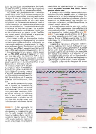 ourdq rrq Leroupy(eg unoBorl0ri0qxov ri ovoLrirp0rl-
xov qn6 npoteiveg, p' enox6trou0o trlv otifioq rqg
euell((og r<or pdMov Kot. rnq onotetreogotx6rrltog.
'OLo rq RNA nou ;retoypdtpowot on6 r' ow(orotXo
yov(6ro yro vo y(vouv ti:ptpro r<ot Lemoupytt<d Xpetd(ov-
rot nepon6pco ene[epyoo(o. Atorer<otrrp5vo yov(6to
undplouv oe 5Leg ng KorrlYop(eg ttrtv euxopurrlttrdlv
opyovtopd:v. Awtnpooo:neUouv 5vo noLrJ prxp6 p6pog
trov yovrd(tov trov ontroUorepov euKoputotcilv, oLtrd rr1
Ueyoll nlerov6rqto ttov yovtd(cov oro yovt6triproro rov
ovtirepctlv euxopuror6v. To yov(6to notril,ouv noAU
orip<pcovo Ue rov opt0pr6 xot to ;rrlxog rov twpov(tr:v,
6pr<og 6vo runrr6 yov(6to ttov 04loonrri:v 6Xer 7-8 e[c0-
vro nou eme(vowot oe Uto neptoX4 -16 kb. To e[6vto
e[vor oletrd ;ru<p6 (-100-200 bp) evtil to twp6vto q4e-
rrr<d;reydl,o (>1 kb) (06ne Ev6tr1ra4.7).
H ooul.tEcovio pero[U rlg dtoxeroUpdvnq opydvro-
onq rou yovt6(ou Kot rnq 6tor<exopr;r6vqg opydvooqg
rou ow(qrorXou mRNA npouno06tet enefepyoo(o tou
npcotoyevoUg npoi6woq rnq UeroYpoqnq. To Tlporo-
yev6g pretdypocpo SXet rqv (6to opydvoor'1 pre to yov(dro
xot rolefuor pre-mRNA. H o<po(peor1 to:v twpov(tov on6
ro pre-mRNA og(vet 6vo tuntx5 oyyeAtorp6po - 2.2 kb.
H 6repyoo(o ogo(peo4g ttov twpov(ov rolekot ouppo-
gri rou RNA (RNA splicing). H ogo(peoq rov twpo-
v[cov e(vqr r<[pro pr5pog rrlg nopqyoyrlq RNA oe 6trouq
rouq euKopurireq. I-lop6tt to dtoreroppr6vo yov(6to e(-
vor olerrrd ondvto orouq neptoo6tepoug l.tovot<6rro-
poug/otrryor<6ttopoug europuriteg (6ncoq n (6pn
Saccharomyces cerevisiae), 11 ouvoLt-
r<q ovotroy(o unoerttpd rq oqproo(o
rc,rv rwpov(ov eneL6rl ro neptoo6tepo
6Lorcer<oprp6vo yov(6to xro6Lronototjv
oletri<d oqOoveq npotelveg. Iuveno.rg,
1 ouppo<pr1 epn5r<eroL orrlv nopoYoJ-
yr1 peyolrjteprlq ovoloy[og otrLxoi m-
RNA ond ro ovogev6pevo pe Bdoq qv
ovd).uot1 tou yovtdtcrtprotog, (otog
50%.
Mro on6 rtg npu:teg ev6e([etq o1e-
iLr<o pe q gUorl rnq ooupeov(og og
npoq ro p6ye0og preto(ti rolv nuplvt-
<r.,-rv yovt6(r.,.lv KClt Tov npoi6wtrlv toug
;roug ovrr.lrepouq euKoputr.lteg 6601-
<e on6 rrg rdL6tqteg rou nuprlvtt<oti
RNA. To pr6oo prdye06g tou e(voL noL0
geyorirepo on6 to prdyeOog tou mR-
NA, eivor no).ti oo-roOdg r<t 6Xet noLti
rotr un).or<6tepr1 otrtrqlou1(o. Awtr<o-
To RNA rpononote(tot orov
ruprlvo pe npoo0ilreg oro 5' rot 3' orpo roL
ueoor ouppoqrlq yto Tlv oqo(peo1 Tolv tvTpo-
iLov, To ouUBov oupporptlq npouno06ret
3oouol rov oup$otrtlv e[ov[ou-tvrpovlou rot
ruvOeol rorv oxptrlv rtov e[ov[tov, To titpLpo
nRNA UerotpepeTor Utoo rov nuplvtro.tv no-
J0lv oT0 xurropontroopo, onou pteroqpo(eroL.
Eqd)vlo1 lwp6vrol Eqovto2lwp6vto2Eq6vtoSlwp6vto3Eqovro4 lwp6vto4 E(civto5
a
I ut.oypo,ln
Y
I Tpononoiqorl tou oxpou
l-lotru-A mo 3 oxpo
V tAzoo
{:uppo,pr1
-,*g!!9-l*[0,:,=
I 0r ouu0otreq e(oviou-tvrpov[ou onove
Y _-----_
't- j
I
To eidrvLo ouvd6ovrot
I A
h200 nYPHNAI
lVletorroPd
romp((owoq rlv eupe(o rorovoprl r<ov peye0dlv rou,
rotre(ror erepoyevdg nup4vrx<i RNA (hRNA) (hetetu
geneous nuclear RNA).
H quou<q Uopeti rou hnRNA e(vot 5vo ptBovouxleo-
npoteivx6 otopot(6to (hnRNP), 6nou to hnRNA efuot
npoode6e;r5vo oe Uro oprddo dgOovtov nporeivrirv. Opt-
opr5veg npotetveg prnope( vo 61ouv 6opru<6 p6Lo orq
ouoreuoo(o tou hnRNA. Apretdg e(vor yvcoor6 6tt en4-
ped(ouv qv ene(epyoo(o rou RNA r] 6reuxotrUvouv rqv
e[oy<oyr1 rou qn6 rov nup{vo.
H ouppogrl npoypororoe(rot pr6oo orov nuprlvo,
po(( pre ng 6trl.eg tpononott'1oetq nou ouptBo(vouv oro
veoouwe0erpr6vo RNA. H 6repyoo(o tqg 5rqpoorlg
ev6g 6roreroprpdvou yovt6(ou nopouotd(etot orqv EIKO'
NA 21.1. To ;retdyporpo onorcrd r<olr3mpo oto 5' dr<po,
ro rwp6vro o<potpo0wot t<ot ro 3' dt<po nol'uov6evu-
hr.6vetor. 'Enero, to RNA petorp6petot ;t6oto ttov nupq-
vxriv n6pov oro rurtop6ntroopto, 6nou e(vot 6tq06ot-
pro yro gerdgpooq.
Avo<poprd pre rtg 6tdcpopeg owtdpdoetg ene[epyo-
o(og nou oupBo(vouv orov nuprlvo, 0o O5tropre vo yvcopG
(oupre n6te or<prBriq npoYUoronote(tot q ouppotp4
oXenxd pe ng dltreg tpononot4oetg tou RNA. Apoye,
o'uppoqri ouprBo(vet oe pto ouyxer<ptpt6vq 05or1 pr6oo
orov nupqvo r<ot ouv66etot pe dMo ou;rBdwo - fl.X. 'rrl
pretoypoEq r<o/q q preto<popd on6 tov nup{vo oro KUr-
rop6ntroqro; En(oqq, rt ow(rcruno orrlv 5rrppoorl tcov
prq dtoreroprprdvcov yovt6(ov 61et 4 6lstr!4 ouppotptig;
Avorpopu<d pe rnv (6to qv ow6pooq rnq ouppo-
E[r0vto
1r-
Y-
I
-l- lMerooooon
V"
:a:_--::
KYTTAPONAA'[,1A
Kotr0ffipo oro 5' oKpo
Azoo
585
 