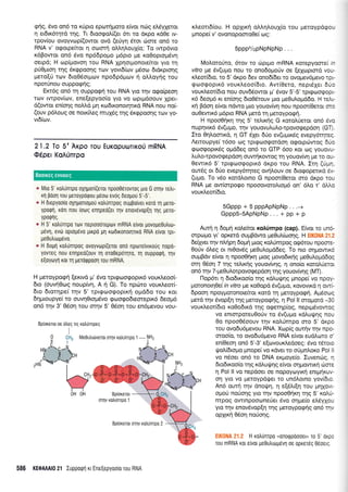 tptig, 6vo on6 ro x[pro eporrlporo e(vor ndlg eMyleror
q et6rr6rrlrd rqg. Tr 6toogol.i(er 5rr ro drpo rd0e rv-
tpov(ou ovoyvop[(owot ovd (eUy4 Sror cilore on6 ro
RNA v' orporpe[ror q ocr:orr1 o].].q].ou1(o; To twp6vro
r6Bowor on6 5vo np6Spogo ;r6pro pre r<o0opropr6vr1
oerpd; H rop[provoq rou RNA XpnorUonore(ror yro rq
p60proq qg 6r<cppooqg ro:v yovr6(ov prSoco 6rdr<prorlg
peto(0 rrov 6to05or;rolv npodp6prov ri oLLoyrlg rou
nporUnou oupporpfg;
Emdg on6 rr1 ouppogrlrou RNA yro rnv ogo(peor1
rov twpov(o:v, ene(epyoo(o yro vo rrtprprdoouv Xper-
d(owot en(or1g noMd pr4 ro6xonorqru<d RNA nou no(-
(ouv p6l,oug oe noxll,eg muX6g qg 6r<gpoorlq rov yo-
vr6[ov.
21.2 To 5' Arpo Tou EuKopuoTtKo0 mRNA
Odper KoA0nrpo
* Mro 5' xotrunrpo oXrlporl(eror npoo0drovrog pro G oqv retrr-
rr1 pool rou geroyporpou ;.uloo evog deogou 5'-5'.
e H 0repyoo(o oxlpologou rotr0nrpog ou;rpo(ver roro q pero-
yporprt, rort nou (otog enqpeo(er qv enovdvop[n Tnq UeTo-
Yp0arlq
* H 5' rotrunrpo rtov neptooorepcov mRNA e(vor povopeOutruo-
gev1, ev6 oprol.ulvo pxpo 1ui rodrronorlrxo RNA e(vor rpr-
pe0utrulgevo.
* H 60[rl rotrunrpog ovoyvrrlpl(erot ono npotreivrrouq nopd-
yovTeq nou enqpeo(ouv q oro0epo-rr1ro, rq ouppoqrl, qv
e[oyrrryrl rorq perorppool rou mRNA.
H peroypogrl (er<rvd pr' 5vo rpr<proorpoptx6 voux).eoo(-
6ro (ouvr1Oog noup(vr1, A n G). To npcoro vouxl.eor(-
6to 6Lorqpe( tqv 5' rpretrtoeoprr<r1 opiddo rou Kor
6q prou pye[ to ouvrl0topr6vo <proo<po6reoreprr6 6eopr6
on6 rqv 3' 05o4 rou ornv 5' 05or1 rou en6gevou vou-
Bp[orerot oe dtreq rtq r<otrrlnrpeg
I
Bp(oreror
oqv ro)Unrpo 1
Bploxeror oqv xotrUnrpo 2
rheol6(ou. H opXrrq oALqLoul(o rou preroypdgou
gnope( v' ovonopooroOe( og:
spppYopNpNpNp . . .
MoLoro0ro, 5rov to r6prpro mRNA rorepyoore( rn
vitro $e 6v(upro nou ro ono6opro0v oe (eXoprord vou-
xLeor(6ro, ro 5' dxpo 5ev ono6(6er ro ovopev6pevo rpr-
rpcoorpop116 vourleoo(6ro. Avr[0ero, neprSler 60o
vouxLeor[6ro nou ouv66owor 1.r' 6vov 5'-5'rpreoogopr-
15 6eopr6 n en(onq 6ro05touv puo pre0u).oprd6o. H refu-
x4 Bdoq efuor ndwo plo youov(vq nou npoor[Oeror crro
ou0ewtx6 g6pto RNA ;rerd rq geroyporp4.
H npooOrlrq qg 5'rcLxr1g G rorol0eror qn6 5vo
nupqvx6 5v(u;ro, qv youovuLuo-rpovogepdon (GT).
Ito 04l,oonrd, r1 GT 61er 6Uo ev(upur<5q evepy6rqreg.
Aenoupye( 16oo rog tprEcoorpordoq o<porpcirwog 60o
groogoprr6g ogd6eg on6 to GTP 6oo Kor oq youovrr
l,u).o-rpovorpepdorl ouwrlrowoq q youov(vr1 pe ro ou-
0ewrx6 5'rpr<prrlogoprr5 dxpo tou RNA. Ir4 (rip4,
our6g or 60o evepy6rqreg ov4Louv oe 6rorpoperrd 6v-
(upo. To v6o xotdlorno G npoor(Oeror oro 6xpo rou
RNA ge ow(orpogo npooovoroLrop6 on' 6Lq t' 6IAq
vour<Leor(61o.
SGppp + 5 pppApNpNp. . .-+
GpppS-SApNpNp. . . + pp + p
Aurn n 6opr{ r<o}.efuor xotrrlmpo (cap). E(vor ro uno
orpoUo yr' opxerd ouprBdwo ;re0uL(oo4q. H ElK0tlA 212
6efiyer r4v n^,npn 6oUri puog xoA0mpog og6rou npoorE-
Oorjv 6l,eg or nr0ovSg peOuLopddeg. To nro oqprowx6
ouprBdv efuor q npooOrlxrl puog provo6rrrlg pre0u).otrr66og
orn e6on 7 rqg reLx4g youov(vr1g, q ono(o roro.l,feror
on6 rrlv 7-peOuLorpovogepdorl rnq youovfuqs (MT).
flop6rr q 6ro6roo(o rqg r<dLurlqg ;rnopef vo flptry-
poronot40e( in vitro pre ro0opd 5v(upo, rovovrxd n owi-
6poon npoyporono€kor rqrd rn Ueroypoerl. Ap6orog
prerd qv 6vop(q rnq Ueroypoens, n Pol ll oroprotd -30
vouxl.eoil6Lo roOodtrd rqg ogeqp(og, nept;r6vowoq
vq enrorporeu0orjv ro 5v(upro r<dLur[4q nou
0o npoo06oouv rnv r<otrrinrpo mo 5' drpo
tou ovo6u6pevou RNA. Xrop(g our4v rrlv npe
oroo(o, ro ovo6u6pevo RNA e(vor eudltoro d
en(0eoq on6 5'-3' e[rovour].edoeg; 5vo rSroro
rfoL(dropo prnope( vo rdva ro oriprnl,oro Pol ll
vo n6oer on5 ro DNA ergoye(o. Iuven<iq, 11
dtodtxoo(o qg rdi.ur.f4g efvor orlgowxrj rilore
4 Pol ll vo nepdoer oe nopoyoyu<r1 enrprlruv-
orl yro vo peroypdtler ro un6lorno yov(6ro.
An6 oufi qv dnorfrrl, 11 el5tu[q rou prlxovr-
oproU norio4q yro rnv npoo0r]r<q r4g 5' xoA0-
nrpoq owrnpoooneUer 6vo orlpre(o eL6yXou
yro rrlv enov6vop(r1 rnq Feroypogqg on6 rqv
oplu<ri 05oq noUorlg.
ElKOllA 21.2 H xotr0nrpo (0noqpdootr,, ro 5' drpo
rou mRNA ror eivor pe0uhuop6vl oe opxer6g 06oetg.
586 KE0AAAI0 21 Iuppoqrl r<t Ene[epyooio rou RNA
Boorxeg eworeg
 