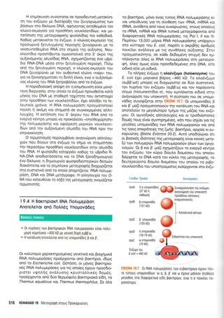 H enLp-rrp<uvoq ouv(ororor oe npoo6eurrrrl preror<fvq-
or'l rou ev(0pou trre 6tordpo(r1 tou (euyopri-rprorog rov
Bdoeov oro d(x.tro.rvo DNA, ogrlvowog erreOerpr5vo rov
r<Lr.rrvo-expoyeio yro npooOrl<q voux).eorL6(rov, Kor Ue-
tot6nroq rnq peroyporpLxqg guooLf6og nro ro0o6rxd.
Ko0rrrg perorrve[tor ro 6v(upro, o x],covog-exproye[o qg
npoorrrpLvd (etuALyprdvlg neproXrlg (euyoprrtver pre ro
veoouwe0eLpdvo RNA crro o.r;pe(o qg o0(r1oqg. Nou-
r).eori6ro npom[Oewor ol.rorono].Lr<d oro 3' dr<po rrlg
oulovdpevrlg oLuo(6og RNA, o'Xqpor((owog 6vo uBpG
5Lo RNA-DNA ;r5o'o mqv lerulryprdvrl neptoXrl. l-1(oot
on6 rrlv [erufuypr6vr1 nepropl, o r<].ovog-er<poye(o rou
DNA (euyoprrrveL pe -rov ouOeyrrrd r<),rrivo "ro[pr" rou,
yto vo lovooXripor(oer rq 6rn).r1 dLrr<o, evctt o ou(ovdpe-
vog N).rrlvog tou RNA [enpoBdtr].eL ond ro dv(upo.
H nopo6ooLorr; on6r,l.rr1 6l r1 enr;rrp<uvor1 e(vor ;rovo-
rovq 6tepyoo(o, o-rqv ono(o -ro 6v(up_ro npocu0e(ror r<otd
pqrog rou DNA pe oroOeprl rolirqro nou owrmotle(
ornv rrpooenKn rcuv voux).eorr6(olv, dXeL oMdler ro re-
Leuro[o XpdvLo. H RNA no].uprepdorl npoyporonore(
nor-ioq 11 ordpq ror oropord oe ouyKeKprpdveg oMrl-
trouX(eg. H em6nrorl rou 3' dxpou rou RNA ond ro
evepy6 r<6,wpo trrnopei vo nporol6oer "ofiroeox6prlor)"
rrlg noLupepdoqg r<oL ogo(peoq ;_reprr<rr.lv vour<LeorL-
6(ov on6 trlv cu(ov6prevq o).uo[6o rou RNA fiprv rr]v
enoverr[v4oq.
O rep ;.rottopr6g nepiloprBdvet ovoyvcirptor; oMrlLou -
Xrorv nou 6(vouv mo 5v(upio ro orlpro vo oropotrloeL
r4v nepondpot npooOqr<r1 vour<).eol6iov ornv o).uo(6o
rou RNA. H guo'o}.(6o xoroppdel<oOriq ro uBp(6Lo R-
NA-DNA onodroroooeror Kor ro DNA lovobq;rtoupye(
6vo E(xLrr:vo, 11 611 puoupy(o goo<podLeoreprotv 6eo pur-rv
dLoxdmeror rar ro orjpn).oKo Ueroypogqg 6tolrrip((etor
oro ouorolKd on6 ro ono(o onopr[(eror: RNA no].upe-
pdoq, DNA r<oi DNA ;reroypo<po. H aAA7Aouyfu rou D-
NA nou xareu9lva r ArjEn rnq psraypaErlq ovolto(erat
reppau.orq.
'l 9.4 H Borrnplorf RNA lloAuUepdon
AnoreAeirot on6 noAAdq Ynopovd6eq
". 0r nuprlveq rov Borqproxtrrv RNA notrupepoorirv oivor notru-
pepfl oupntroxo'400 kD pe yevLrrl 00prl 0208'0r.
., H rorotruorl enustrefrot ono rLg unopovodeq p ror B'.
OL r<o).rjtepo XopqKrnprotl6veg yevettrd xor BtoXqpru<d
RNA no).upepdo'eq npo6pXowor on6 Bor<rr1pro, t6(<i.rg
on6 ro Escherichia coli. Oo16oo, oL p6veq BorcrrlpLo-
r<59 RNA nolupepdoeq yro rtq ono(eg 51ouv npoo6ro-
pLore( uUnlrlS ovd).uo11g rpuoro).Lrr<6g 6op6g,
npodplowoL on6 60o Oeppr6gil.o Borcrqptor<d e[d4, ro
Thermus aquaticus xat Thermus thermophilus. Ie 6o
ro Borrrlpro, p6vo 6vog r0nog RNA noAugepdorlg ei-
vor uneU0uvoq yrq rq orivOeoq rrov rRNA, mRNA xor
IRNA, qw[0ero on6 toug europucirreg, srouq ono(oug
ro rRNA, mRNA rqt IRNA runxd preroypdtpowor on6
6rogoperu<59 RNA noluprepdoeg, ng Pol l, ll xot lll.
l-lepfuou 13,000 g6pro RNA noluprepdorlg undplouv
oro rUrropo rou E. col/, nop6rr o orprB4g opr0;rdg
norrf],er ovd],oyo Ue trq ouv0rlr<eg oU[r1oqg. Irqv
npoyllorrr6rnro, oe rd0e 6e6opr5v4 orryprrl 6ev ep-
nA6Kowqr 6).eg or RNA noLuprepdoeg orq psroypo-
<prl, 6l,eq 6prog e(vor npoodedepdveq oro DNA, e(re
et6rrd e[re ;rr1 er6rrd.
To n)r1peg 6v(u;ro 11 otro6v(upo (holoenzyme) rou
E. coli 51er propror<6 Fdpoq -460 kD. To o).odv(upro
(qzpp'oo) pnope( vo droXroptme( oe 6Uo oumotrxd,
rov nupr;vo rou ev(riprou (ozpp'to) Kor rov nopdyowo
o(ypo (notrunenr(dro o), nou epnL6reror er6rxd orqv
ovoyvcilprorl rou unoKrvrlrrl. H oUorooq rou oe unoUo-
vd6eg ouvor!((erot orrlv EIK0NA 19.7. Ot uno;rovddeg B
ror B' go(( rpoyUoronoroUv r4v r<ordl,uoq rou RNA ror
qnore^,o0v to preyol,rirepo rpulpo r4g pd(og rou ev(0-
;rou. Or oprLvo[rrdg o].].r1].ouX(eg rot ot rpro6tdmoreg
6op6q rouq e(vot ouwqpnp6veq, x6tt nou rqxuer yro nq
peydleg unopov66eg rtov RNA no).upepoociv r<or on6
rtq rperq enrxpdreeg rqg (or1g: Bor,rrlpto, oplo(o xr eu-
t<opuc0reg (B).6ne Ev6rrya 20.2). Auto uno64l,cbver 6rr
or Boorr5g t6r6rrpeg rnq Ueroypogrlg e(vor roweg prero-
[ti rtov no].upeprirv RNA no].ugepood:v 6].cov rrov opyo-
vrogd;v. Or B xor 9' Uo(( oXq;ror((ouv ro evepy6 r5wpo
tou ev(6prou, rov r<ripro 6(oulo 6ropr5oou rou ono(ou
6rSpXeror ro DNA xo-rd tov r<0xi.o rqg preroypogrlg, ro
6ewepe6owo 6(ou).o 6ro;r6oou rou ono[ou ro prBo-
vouxi.eo{6ro rou unoorpriporog ero6plowor oro 6v(u-
[ov[6to llpoiriv Aenoupy(eq
rpoB B unopovddo
(r51 kD)
rpoA 2 o unogovd6eq
ftA Iuvopgotrdyqorl Tou ev(ugou
;; ^; i'r ql7 ovoyvopron rou unoKrvrlnl
xoOeg(o) npooddver rdnotouq
1|i'-onoqrdq
l- Kurotrurtxd x6wpo
glrpoC p' unopovddo
(1 55 kD)
o unopovo6o
(1 8-70 kD)
Etdtxorrpo rou unorrvrlrrl
or unopovd6o
(r 0 kD)
'Ev(ugo rou
E.coli =460 kD
0t RNA notrupepooeg rov euporqpiov eXouv ne.-
re tunoug unopovo0ov: oL o, p, p' ror o eXouv potrtrov oroOepc
U6ye0oq oro dlorpopetro erDrl porrrlp(ov, evtir 11 o norrltrer ne -
prooorepo.
rpoD
rpoZ
516 KEOAAAI0 19 Meroyporprl oroug llpoxopurireq
Booxdq 6woreg
 