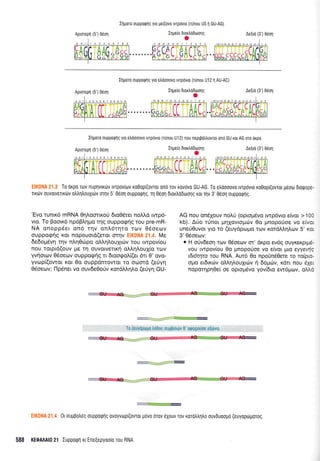 Aproreprl (5') 0eon
Irlpoto ouppoq1g yto ge((ovo rvrprivto (rUnou US n GU-AG)
Ilpe(o 6LoxtrdDooqg
o
-74--54 3 2 1 1 2 3 4 5
Ae[td (3') 06o1
IrlUqTo ouppoQrlq yto e)dooovo rvrprivro (ilinou U1 2 n AU-AC)
Iqgeio 6tortrd0rrlo4g
o
I
C.
Aeird (3') 06011
IrlUoTo ouppoQnq yro eJdooovo twprivro (runou U1 2) nou flep0dLovror on6 GU rot AG mo dxpo
Irlpe(o drortrddroorlg
o
Ae{ro (3') 06ort
To orpo rov nuprlvtKov tvTpovll]v Koeopl(ovTor on6 rov K0v0v0 GU-AG. To etroooovo rvTpovro Koeopi(ovTor U60o 6r0Qops-
TrKd)v 0uv0rveTrK6v otrtrntrouxuilv oqv 5 Oeoq ouppotplg, rq Oeoq dLoxtrodrrrolg xot qv 3' 0do1 oupporpqq.
'Evo runx6 mRNA Or1).omrroU 6ro06rer noMd rwp6-
vro. To Boorr6 np6Blqpo rnq ouppogrjg rou pre-mR-
NA onoppder on6 rrlv onl.6rnro rov 06oecov
ouppogrlg Kor nopouor6(eror mrlv EIK0NA 21.4. Me
de6op6vq rqv nLrlOcirpq oMnlouxrcbv rou rwpov[ou
nou rorprd(ouv pe rn ouvorvelrr; oll,ql,ouX[o rrov
yvtiorcov 06oerov ouppognq tr 6roo<pol.[(er 6n 0' ovo-
yvrop((owor xor 0o ouppdnrowor ro ocomd (e[yr;
06oeo:v; IlpSner vo ouv6e0oriv rordMrll.o (eUVn GU-
AG nou on6louv noL6 (opro;r6vo rwp6vro e(vqr > 100
kb). A0o trjnor prrlXovrol.rcilv 0o ;rnopotioe vo e(vor
une(Ouvor yro ro (euydpropro rcov xotdMrllov 5' xor
3'06oetrlv:
o H oriv6eorl rorv O5oeov or' dr<po ev6g ouyxer<prpr6-
vou rwpov(ou 0o pnopofoe vo e[vor 1.uo eyyev7g
tdt6rqta rou RNA. Aur6 0o npoun60ere to ro(pto-
opo er6trriv otrtrr1trouXr6v 4 6oprirv, rdtr nou 61er
nopotqp4Oe( oe opropr6vo yov(6ro ew6purlv, oMd
''t.::i:::-. .-..----x
1 i; :.i:r!r;ir*ili; ,r,:;ili;rl :;ti.tii:t,r:;ty l] tt]i-ti!l+tir,rlr ait.i;t':r.t
0t ou1tBotr6g oupporplq ovoyvtr.tpf(ovrot p6vo 6rov 6Xouv rov xorotrtr1tro ouvduoolro (euyopo-rporog,
588 KEOAAAI0 21 luppoQn xr Ene[epyoolo rou RNA
Aptorepq (5') eeon
Aprorepn (5') 06on
 