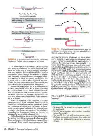 5'r3'
5'0dq 3'060n
GU UACUMC AG
Pyr6 N Py66 PysT Pu75 A Pye5
ffiffii[I-0H
:li -0 
'lP
:*
i ,rj-ir'il E{rirvro 2
:f!dii0l-O:' r' "fi E{(rvro 2
ElK0llA 21.6 H nupqvxrl oupporprl npoypotonou[rur p6otrl 6uo
ovrtdpdoeov trans-eoreponoqonq otq ono[eg pro oUd6o 0H enr-
r[Oerot o' 6vo rproorpodreorepxo 6eopd.
).erQr1 ouvqpnonq ornv oMrlLouX(o rnq e6o'nq 6toxL6-
dcoonq enrpdner rn Xpnorpono(qor1 nopepgepcbv oAtrq-
LouXrdrv (xoloriwot r<purpdg 06oerg, cryptic sites) ov 4
ouOewx4 6tor<ld6ooq onoLor<pe[ r1 ;reroLl.o10ei. H ey-
ywrpo ornv 3' 05or1 ouppo<pr1g rpo(vetor 5r e(vfl snpov-
rrrl, ener6{ n Kpugri 05or1 Bp(or<eror ndwore rowd orqv
ouOewu<r1 06o4. Mto rpugrj 06o11 1p4oq-ronoefuor g6vo
6rov 11 05oq droxld6tooqq 6Xer odpovonorqOe(. 'Orov pno
Kpugn oMqlou{o 6ror<}.ddroorlg Xpnorponorekor xcn'
ow6v rov rp6no, 11 ouppogrj ouve((eror xovovrrd ror
ro e[ri:vto ono6[6ouv ro (6ro npo't6wo pe rov dypro ri-
no. Zuventiq, o p6Log qq 06or7q SLaxAddaor1q e[vat v'
avayvupi(a qv nA1o6areprl 3' 06o4 ouppaE4q aq otG
Xo y@ o0vdeoq pe rnv 5' 06o17 ouppacprTq. Aur5 pnopei
vo eppqveuOe( on6 ro yeyov6g 6n npoyproronoefuor puo
oMqleni6poorl ;rero[ri rolv nporcivu<riv oupn],6rov nou
npoo65vowor oe out6q ng 6Uo 06oerg.
de5'@ 3, L==.lL ' E.- .,
UACUAAC AG
I2'5',
AnoDtortrd6oon tvrpov[ou
5',Gr-i
'u_*UACUMC AG 3'
. : :r.:. H oupporprl npoyporonoLelrot oe 6uo oroDLo. l-lpdr-
ro roperoL ro 5'-e[drvro rr enerro ouvdeeror pe ro 3'-e[ovto.
Ito 6efrepo Brlpo, to e].e[0epo 3'-OH rou e[rov(ou
nou oneLeu0eputOrlxe on6 qv npotq ow(6poor1 enn(-
Oetot oro 6eopr6 orrlv 3' 06o11 ouppo<prlg. nopoqp(-
ote drr o opL0;r6q rov qotoqodreoreprrolv 6eoprriv
ouwqpefuot. Aplrxd unqpXov 6rjo 6eoproi 5'-3' ong 05-
oerq ouppog4q e[cov(ou-rwpov(ou. O 6vog 61er owrr<o-
rosro0e( on6 ro 6eop5 5'-3' pero[0 totv e[o:v(o:v, evot
o dl),og on6 to 6eopr6 2'-S'nou olrlprot((er to Ldoo.
'Eneno, ro Ldoo "ono6[oKlo6((eror,,, ono6(6owog 6vo
ypoprpu<6 rwp6vro ro ono(o ypnyopo ono6ope(ror.
Anopofurlteg otr-I.r1).ou1(eg yro rn ouppogq e(voL or
Bpole(eg oMlloul(eq olq 5' r<or 3' O5oerg ouppo<pr1g
Kor orn 05oq 6tor<)d6roor1q. Ko0rrtg ro peyol.rirepo U6-
poq rnq oMrlLouX[og ev6g rwpov(ou pnopei v' qno].or-
<pe( Xop(g ow(rruno orn ouppoerl, ouvdyeror 6tr 6ev
onorefuor rdnoro er6u<4 6ropr6pqoon ;rdoo oro rwp6-
vLo (q to e[otvto).
H 06oq 6rori.d6oor1q no((eL o4prowrr6 p6).o mqv
ovoyvtrrpto4 qq 3' 05or1q ouppocprlg. Ir4 (Upq, 11 05or1
6ror<Ld6oroqg e(vor e[otperu<d ouwrlprlpr6vrl r<or 6to05-
rer rl ouvorverrr<r1 o).).r1).ou1(o UACUAAC. Aw(Oeto,
oroug nolurUrropoug eur<opurrtreg 6ev e[vqr r<o],d ouv-
qprlprdvr;, oMd 6e(Xvet ;uo npot(pu1oq yro noup(veg r1
nuptprt6(veg oe 6torpoperLr<6,9 Odoetg r<or 6rorrlpei ro
vourd.eot(6to-or6Xo A (B).6ne Eu<dvo 21.5).
H Odq 6ror).d6oor1g Bp(oxeror 18 6cog 40 vour<).eot[-
6ro ovodu<d qg 3' 06oqg ouppocp4q. Irn ([Un, peroMd-
[etg r1 ono].oupdg orrl 06o11 6rox].d6oonq nopepno6((ouv
q ouppo<pr1. Ztoug no).ur<Urropoug eur<opuroreg, q 6L-
590 KEOAAAI0 21 Iupporprl rt Ene[epyoo(o rou RNA
2 1.6 To snRNA Eivor Anopqirnro ylo Tn
Iuppoqi
a To n6vre snRNP nou epntrdrovror orq ouppoqrl e(vor ro U1
U1, U5, U4 xor U6.
a To snRNP Uo(r Ue oproUeveg otrtreg npotrelveg oXrlpon(ouv
ro oopor[dro oupporp1g.
* '0tr0 ro snRNP errriq onri ro U6 nepr6Xouv 1uo ouvqpqpevl
0trtrntroux(o nou npoodever Trq rpoTeiveq Sm or onoleg ovo-
yvropl(ovror ond ovnotirporo nou nopoyovror oe ouroovooo
voorlporo.
3',
{e
ls'
Boorr6g eworcg
I
 