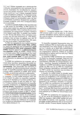 Or 5' ror 3' 06oerg ouppo<priq r<ot q oM4l,ouX(o 6ro-
x,l,66oor1g ovoyv<op((owqr on6 ouqrorrrd rnq ou-
oxeurlg oupporp4g nou ouvoOpo[(ovrot oXrlpror(-
(owog rivo peydLo o0pnloxo. Aw6 ro orjpnloxo
g6pva rowd rrg 5' r<or 3' O5oerg ouppogqg nporori
oupBe( onoto6{nore ow(6poor1. To oUpn}.oro ouvqp-
poloye[ror 6ro6o1u<d ndvo oro pre-mRNA. Apr<erd
ev6rdgeoo prnope[ vo rouroTror.4Ootiv prSoo qg x].o-
oporono(4 o4 g ou prnl5xrov 6rogopetrxo 11 preydOou g.
Iuppog1 ouprBo(ver ;r6vo 6rov ouvoptr_roLoyqOo0v
6)to ro ouorolrd.
H ouoreurl oupporpqg 6ro06ter 16oo npcoreiVeg 6oo
xor RNA (exc6g rou pre-mRNA). To RNA no(pvouv r1
popei pru<p<itv 1.top(<ov nou ug(orowor rog prBovoux.treo-
npcoreivu<d oo;rot[6to. T6oo o nup4vog 6oo xor ro KUr-
rop6nl,oo;ro rov euKopuonr<cilv xurrdpov nepr6louv
noMd 6ror<prd prxpd RNA. To p5ye06g rouq xu;ro(ve-
ror on6 100 6ro9 300 Bdoerg oroug ovrirepouq euKo-
puri:reg, evri m4 (rip4 ercre(vowor oe -1000 Bdoerg.
Arogdpouv noLrj og npoq rrlv og0ov(o toug, on6 10s
irog 106 ovd r<Urropo Srog ouyxewprioerg 16oo 1oprr1-
).eq rriore vo pn Unope( v' ovrXyeu0oriv d;reoo.
To RNA nou neprop((owot orov nup4vo r<ol.oUwor
prxp6 nupqvrxd RNA (small nuclear RNAs, snRNA),
evri exe(vo nou Bp(or<owor oro xu-rrop6nAoopo plxp6
xurropontroopolx6 RNA (smalt cytoplasmic RNAs,
scRNA). Kovovu<d ug(orowor cog prBovouxleonporei-
vrx6 oor;.rori6to (snRNP r<or scRNp). yndpXer en(o4g
pro xorqyop(o pru<priv RNA nou Bp(orowor orov nuprl-
doxo r<or rqloUwor snoRNA (plxpri RNA rou nupqvi.
oxou, small nucleolar RNA), ro ono(o eprnldKowor
orqv enelepyoo(o rou prBooropu<ori RNA (B).6ne Ev6t4-
ru21.20).
To snRNP nou etrmfuirowqr orrl ouppogri, pro(( ;re
noA.69 dMeg npolreiveg, q4qprot((ouv dvo ;reydAo oro-
pmrdror<6 orjgnLor<o yv<rror6 <og oopori6lo ouppog{q
(spliceosome). 'E1er onopovco0e( ond oum4proro rn
vrlro ou p porpn q coq p rBovo u r<Leonproreivu<6 oco 1_ror(6 ro
50-605. To otol.rot(6ro oupporprjg nr0ov6v oXqtrror((etor
mo6rord xoOdrg ouv66owor rq snRNp. E(vor peydLo
orol.rorf6ro, pre preyo].Urepn Ud(o on6 ro ptBoorr:gduo.
H EIK0NA 21.7 ouvotp(er ro ouorctrrKd rou ocol.rorrd[-
ou oupporprlg. To ndwe snRNA onoreloUv ndvo on6
ro 6vq r6ropro qg pd(og rou ocopon6(ou ouppogrlg.
Mo(i pe rtg 41 nporefveq Ue rrq ono(eg ouv66owor, ov-
nnpooone0ouv oXe66v ro 1.uo6 qg pd(og rou. l-tep[-
nou 70 dtreg npcoreiveq nou Bp(or<owor oro oopor(dro
ouppogrlg ovogSpowor <og nop6yoweg ouppogfq
(splicing factors). l-'lepd.oprBdvouv nporetveg onopof-
rryreq yro rr1 ouvopl.rol,6ynon rou ocotrrorrd(ou ouppo-
gnq, rnv np6odeori rou oro RNA un6orpogcl Kor rnv
xcnooreu4 ev6g r<5wpou pre Bdoq ro RNA yt, owr6pd-
oerq trans-eoreponoi4o4g (transesterification). Ercr6g
on6 owSg ng npcoteiVeg, nep(nou S0 enrnp6oOereg
nprrlreiveg nou ouv65owo. oro orrrprot(dro ouppogrlg
Oecopefuor 6rr evepyoriv oe dlLo ord6ro rrlg dr<rppoo.qg
rov yovr6(rov, yeyov6q nou unodrltrc6ver 6n q ouppogrj
(oog ouv6detor pe dMo Bri;roro or4v dr<gpooq rov yo-
vr6(cov (BMne Ev6rrya 21.11).
EIKONA 21.7 To otoporidro oupporprlg eivoL -12 MDa. ll6we s-
nRNP onoretrouv oXedov ro pro6 Tlq Ud(oS rou. 0r undi,orneg
nptrlrelVeg nepiloppdvouv yvtrlmoUg nopdyovreg oupporp(g, ro-
Otig en(o4g Kor rrpoTelveq nou epni,6rovrot oe dUo mddro qg
6rgpoorl g rov yovr6[rrrv.
To oropor(6to ouppog4g 6rlgroupye(ror ndvo mo
or6,poro np66popo RNA ror nepvd prdoo puog evdrdtrre-
orlq rordoroonq ornv ono(o nept6Xer ro ypogptr6 ;16-
pro rou 5' e(ov[ou ror to 6e(t5 ].doo rwpdvro-e[rivro.
MSoo oro orjprnLor<o Bp(oreror pr6vo 5vo ptxp5 pdpoq
rou ouppopgdvou npoi6vrog, 5v6er[r1 6rt ouvrl0rug
oneAeu0epcbveror opr6ooq prerd t4v ronrl r;g 3, 06o119
r<or 14 oUvdeorl rov e(cov[<ov.
To orrlpro{6ro snRNP eprnfuixowor oqv rorooreu4
rrlg 6ogng rou orrlproldiou ouppogrlq. 'Onog Kcu ro pr-
Booco;rdrro, to oropor(6ro ouppo<pr]g e[optdror qn6 oI-
trrlAenrdpdoerg R NA- R NA r<or o).l,r1Asnr6 pdoerg npo-
reivqg - npolretv4g. Opro;r6veg owr6pdoerg nou nepr-
Lo;rBdvouv ro snRNP npounoOdrouv dpeoo (euydpogo
pero([ rou RNA rouq Kor. rou RNA nou ouppdmetor.
lMeg owtd pdoerg npo uno0Srouv ovoyvrilproq prero[ri
ttov RNP { pero(rj rov npcoreivdlv toug r<ot dMrov ou-
ororxriv tou orrlpold(ou oupporprjg.
H orlpoo(o rov snRNA prnope( vo eLeylOe( dpreoo
orn (UUn p5oo qg np6x).r1oqq preroMd[eo:v oro yov!
6ro roug 11 oe owr6p6oerg rn vftro ouppogrig ;16oo qq
oroXeuprSvrlg ono66;rqoqg [eXroprorci:v snRNA oro nu-
pqvx6 erlUtrropro. H odpovono(4or1 tov nriwe snRNA,
[eyoprord r1 oe ouv6uoqr6, onorprinet q ouppocprl.
OLo ro snRNA nou epnl,6rowor orrl ouppo<pr1 ovo-
yvrop((owor oe ouwrlpnUdvq popgrl oe 6l,oug toug
euxopucirreg, ou gnepil,opBovoprdvov r<ov rputcirv. Irrl
(6Un r' ow(orotlo RNA ouyyd e[vor preyo],rirepo, oMd
or ouwnprlpdveg neptoXSg nepil,oprBdvouv XopoKrrlpr-
mxd nop6proro Ue ro snRNA tov nolur<Urropov euKo-
purorciv.
Tq snRNP nou epnl,6rowor qrrl ouppog4 e(vor ro
U1, U2, U5, U4 ror U6. Ovoprd(owor orjpgcovo Ue rq s-
nRNA nou nept6louv. Kd0e snRNp nepr6let dvo provo-
6116 snRNA ror oprer6g (<20) nporeiveg. To U4 ror
U6 snRNP ouvqOcog Bp(or<owor go(( oq dvo ocopro{dro
6r-snRNP (U4IUO). O xorv6g 6opur<6g nuprlvog xd0e s-
Ailteq 30
rtporeiveq,
l7% mc uotoc 5 snRNA,
aao/ *^
., ,o trg,, 1td(0!
70 nqoqvowec
ouppoqns,sai. ;jXf#ffi*'nlq [o(oq iar" irlC ul(.s
5E1
 