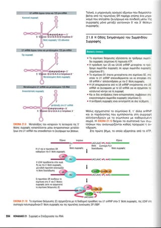 Ul snRNA dyprou flinou rqt 'l
25 pre-mRNA
h. : ... i,. ' .:.J5[ ,: :,
flH g3'
flfl fgqr
JIH Y
,:R,F;@FrurubeFkut-5
5' Ep$vro G U G A G G lwp6vro 3'Hq
$l 06on oupporpftq 125 qdevolori
U 1 snRNA dyptou rUnou xor gerdUoygrivo 1 25 pre-mRNA
i1r '. "',rCSl
3',
5' E{<0vro G U G AA iJ lwp6vro 3'
irl g: gli :riii*?:t *ir;1 f rrflf *{ir: -t
MeroMoypdvo U1 snRNA (0r Uer0ll0yU6v0 125 RNA
;'':.i:::.
3',
iiiiti,lflg:: iiit i"il 5rRliil
' : .,.C.A.U,,Ui-r..AU 5'
5' E(tirvro G U G A A u lwp6vLo 3
tlK0NA 21.9 MeroMd(etq nou KoTopyodv rn treroupy(o rnq 5'
06o4q oupporprlq KoTqor6trtrowor U6oo ovTrppoflrorrKd)v UeTotrIo-
[eov mo U1 snRNA ftou orroKoeroroUv ro (euydptolro Tov Pdoeov.
E[tivto
reuu
Te).u<d, o pu'11ovrop6q opropoJ e[ov(ov nou 6roLieoolc-
Befuor on6lq npore(veq SR nopSler en(onq 5vo prlXc-
vrou6 nou enrrp6ner (euydprr;pro Kor oUvdeorl U6oo r.(
ouppoenq pi6vo peto[rl yerrovrrov 5' ror 3' 05oea,
ouppoQriq.
21.8 H O66q Ixnpono;"ro0 rou Etopon6iou
Iuppogfiq
* T0 ouuntroKo dSoueuonq e€rtr(ooeTor 0e np00p0u0 o0ll.10:-
Dro ouppoqqg (oupntroro A) nopouo(o ATP
* H npoodeon rov U5 ror U4lU6 snRNP perorpSrer To npur-
6popo otolrorrdro ouppoQrlq oe dlprUo otopor(6ro 0uppo0-i
(o0Untroxo B1).
e To ouUn),oro B1 6neuo perorpeneror oro oupntroxo 82, c.:
onolo ro Ul snRNP one],eu0ep6veT0r yro v0 enrTpriqrer 0.:
U6 snRNA v' otrtrltrenrdpdoer Ue qv 5' Oeol ouppoqrtq
* H U4 onouorpuveror ono ro U6 snRNP enupenovrog oro Uc
snRNA vo (euyoptioer pe ro U2 snRNA yto v0 oxlpolosr::
rorotrunro revrpo yro tr1 oupporprl.
* Kor or 611o ovldpooerq lrans-eoTeponoinqq ouptpolvouv o.:
evepyonorlp6vo orol-ror[0ro ouppoqnq (oupntroro C).
* H 0vT[6p00rl oupp0Qnq tlvor ovTroTprnrrl oe otro ro BrlUorc
M6Lrq oplpotrme( ro oriprntror<o E, r' dl,o snRNP
ror or nopdyoweq nou eprntr5r<owor fir1 ouppoe-
oL).qen16poriv pre ro oripnlor<o pe ro0oproprdv'-
oetpd. H llil,ri:l;i ;:= l,: 6e(Xvet To oUoToTtKd ttlv ou1--
ni.6rc,rv nou ovoyvop((owot xo0rrrg npoXrope( q c,,-
r(dpooq.
Iro npcoro Brlpro, to ono(o e[optdtor on6 ro ATF
Eltirvro
-ry -Au
06on luorory(q Pyg'
6uddd0onq Odoq ouPPotPtlg
sPyssAGFm
lvrpdvto
5',
0dor1 ouppoqrlgH Ul ror ot nporetveg SR
xoOop((ouv qv 5' 06o1 ouppoqrlq
'- ':il,
SR :'.
H U2Af npoo66veror oqv oupri
Py roL qv 3' 0dor1 oupporpr'1q,
gto etbtrrl npoTsivn ovoyvrop((er
m Oeon drortroDoonc
SR"
0t nptoreiveg SR ouvd6ouv ro
oUpntroro mrg 5' rot 3' 06serq
ouppo9ng 6me vq oxnuqrrme(
ro oUpntroro d6opeuorlq (E)
BBP ,U2AF65i35
GU ::UACUMC --Py
=AG
I
SR
*"U24ffi,/35:-
-,
------t
{@_UACUMCI
EIK0NA 21"10 To oupntroKo d6opeuoqg (E) oXrlpori(eror pe q drodoXxrl npooerlKn rou U1 snRNP orrlv 5' 06o1 oupporpqg, qg U2AF m1
ouororX(o notrunuprprdrvrirv/3' 0604 ouppoQnq ror qg nporelVlq ouv6vrrlolg SF1/BBP.
594 KEOA Al0 21 Iupporprl rr Ene[epyoolo rou RNA
Boorxeg eworeq
 
