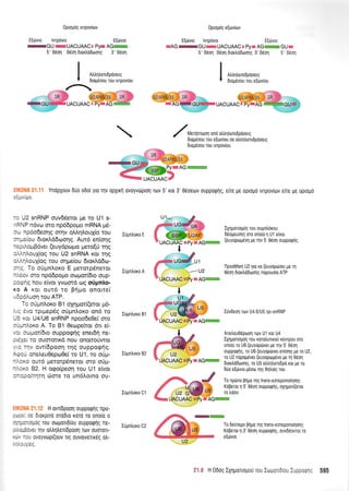 I o*r^rn,uouor,,
V 0tou6oou rou tvrpov(ou
0propdg rvrpov[tov
Elrivto lvrpovro E(rivro
wGUwUACUAACT PyxAGrw
5' 06o1 Odoq DrortrdDoorlg 3' 06011
0propdq elov(trrv
E[tivro lvrpdvro E[rirvro
xAG wq gg w utrQLJMC x Pya AGwsslE GU
=
5' 0do4 06oq Dtortrd6ooqq 3'0dor1 5' 06o11
I or,,nrrr,,oooor,,
V 6ro[doou rou e[ovfou
UACUAACE
Merdnroo4 ond d1,flentbpdoerg
6ro96oou tou e[orv(ou oe otrtrltrentdpdoerg
0rog6oou rou tvrpov[ou
YnopXouv 6uo odot yto qv opXtrrl ovoyvtirprol Ttrv 5' Kor 3' 06oeov ouppoQnq, e(Ts Us opropd rvrpov[rov e(Te Ue oproUo
,:-,.iJV.
-: .12 snRNP ouv66etot pe ro U1 s-
- : ' P ndvco oro np66popo mRNA 95-
:* rpdodeonq ornv oMq).ou1(o rou
r-..erou 6ror).d6coo4q. Aur6 en(onq
-i:ri.opiBdveL (euydpopro UeroqU rnq
:'-'.-ou1(og rou U2 snRNA Kor rrlq
: .'.1),ouX(og rou onpe[ou 6rox].d6tr:-
-'.: To or-iprnloxo E petotpdneror
- ..3v oro np66po;ro ocopor[6ro oup-
: ri-q nou e(voL yvcoor6 oq oUp[tro-
.3 A xor our6 ro Bqpo onorre(
- I:c,n uor1 tou ATP.
-c orlpn).oro Bl oXqpor((eror p6-
: t',,o rprpep6g oUprnLoro on6 ro
-: <eL U4lU6 snRNP npoo6ege( oro
- --:^oKo A. To 81 Oeope(tor drr e!
: :'"rpor[6Lo ouppo(pnq enerdrl ne-
: I :.ai To ouotottrd nou onotrofwor
: .1v ovr(6poon rnq ouppqerlq.
-,:J oneleuoepooe( ro U1, ro oUp-
- :(c ourd perotpS,neror mo o0pr-
- :<c E2. H o<po(peoq rou U1 e(vot
:-::o[rqr1 otote ro und].orno ou-
. H ovT[dpoon ouppoglg npo-
-,. ir Storpuo orodro roro T0 oilolo o
. --: :1.rog rou otrllrofldlou 0uppoQnq ne-
- :-i:','er qv otrtrqtreni6p00rl Tov ouoToTr-
, l- ovoyvop((ouv Trg ouvolverrreg otr-
- . ,..
IUpntroro E
IU[ntroro A
IUpiltoxo 81
Itlpntroro B2
Idpntroxo C1
1
U2
IXqporLoprlg tou ougntr6xou
deoueuonq oro ono(o n U1 eivor
(euyopouevn ge qv 5 0€orl ouppoQng
tlpoo0nKn U2 yro v0 (euyoptioer pe rn
060r1 6rox),odooqg nopouofo ATP
' ^46t!n@
*AU" +
Iuvdeoq tov U4,6/U5 rpL-snRNP
Anetreu0dproorl rov U1 ror U4
IXrlpouopdg rou rorotrurrxorj Kdvrpou oro
onolo ro U6 (euyopriver Ue rnv 5' 0don
oupporprlg, ro U6 (euyopriveL en[o1q ge ro U2,
ro U2 nopogdver (euyopopevo pe q 0dor1*
^F@
- ^u-- 6rortro6oror1q. ro U5 o),trr1trenr6po ror ge ro
6Uo e(6vro U6oo rnq Onroq rou
&
, # To npdrro gnUo rnq trans-eoreponoqorlq
' ffi; xlBe-0,,'r5'06o11ouppogr1s,o1r1pori(eror
U2 Gqw "" To trooo
UACUMC:PycEAGr?Em
To 6eurepo BnUo tr1S trans-eoTeponorn0nq
Krlperot 11 3' 0eor1 oupporprlg, ouvddovror ro
eIdrvro
m.'5AGu
IUgntroxo C2
?:.fi H Odog IXr;poloUOU TOU IorgorLd[ou Iuoorc.t 595
 