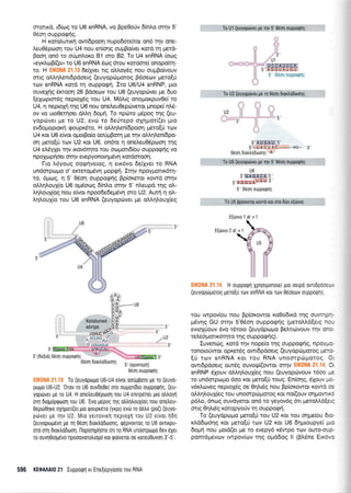 srcntx6, 16(ro9 ro U6 snRNA, vo Bpe0oUv 5hLo orrlv 5'
05or1ouppoqrlg.
H rorol.urxrl ow6poo4 nupodotekot on6 r4v one-
Aeu06pooq rou U4 nou en(oqg ouprBofuer rord q prerd-
Booq on6 ro oUpnloro B'l oro B2.To U4 snRNA (orog
"eyr<Ao9((er,,to U6 snRNA 6cog 6tou ttotoore( onopokq-
ro. H EIK0NA 21.13 6e(yyer rg oLl,oy6g nou ougBo(vouv
mrg oLtrrllenr6pdoerq (euyopdrporog Bdoeov gero(U
rov snRNA xord 11 ouppogrl. Iro U6/U4 snRNP, puo
ouveXriq 6rcrooq 26 Bdoeov rou U6 (euyopdrver pre 6uo
[eXopror6g neptoXdq rou U4. M6].rg onoproxpuv0e( ro
U4, 11 neproXrl rnq UO nou onetreu0ep<ilveror prnope( nL6-
ov vo uro0erqoer dMq 6opq. To nprito pr6pog rqg (eu-
yopcirver ;re ro U2, evtil ro 6er3repo oXqprot((er puo
evSotrroprorrl qoupr5ro. H otrl,qLenbpooq prero(ri trov
U4 r<or U6 efuot ol.rorBo[o ootiprBoq pe rqv oMqlen(6po-
o1 pero[ri trov U2 Kqt U6, on6te 4 one].eu0dpoor1 rrlg
U4 eMyXet rqv xov6r4ro rou ooUorr6(ou ouppo<ptjg vo
npoXcoprloer ornv evepyonorngdvn rordorooq.
l-ro L6youq oo<pfvetog, q err6vo 6e(1vet ro RNA
un6orptol.ro o' errerop6vrl poperl. Iqv npoyponr6q-
ro, 6prcog, r1 5' 06oq ouppog(q Bp(orerot xowd orqv
oM4lou{o U6 oprdoog 6(n},o orqv 5' ntreupd rnq oI-
LrlLouX(og nou e(vor npoo6e6epr6vq oro U2. Auuj q o),-
LqLouX(o rou U6 snRNA (euyoprirver pre oAlr1trou1(eg
5'(opLmepfl)
06on ouppoQnq
EIK0NA 21.'13 To (euydpogo U6-U4 eivor ooripporo pe ro (euyo-
proUo U6-U2. Orov ro U6 ouvdeOei mo ourl.roridro ouppoQnq, (eu-
yoprlver pe ro U4. H onetreu06proon rou U4 enrp6net ULo dttroyrl
orn druu6pQoon rou U6.
'Evo
u6poq rnq otrtrrltroux(oq nou onetreu-
0eptir0nre oxnUor(eL pro rpoupr6ro (yrpr) evdl ro dtrtro (poQ (euyo-
pdlver pe r1v U2. Mro yerrovrrrl neproxn rou U2 eivor 11611
(euyopop6vrl ge q 0eoq dtodddooqg, q6pvowog ro U6 ovnrpu-
or0 oq 6rortro6oor1. l-lopoqprlme 6r ro RNA unomptrllto 6ev 6Xer
ro ouvl0top6vo npooovorotrropr6 ror qofueror oe rore00uvorl 3'-5'.
To Ul (euyoptiver pe qv 5' 06srl ouppoqnq
5' 0dorl ouppqqrlq
3'AU'GAU..5'
5L-U A C U AC ------------AG--- 3',
06011 0Lortro0roor1g n
To U6 (euyopdrver ge qv 5' 6dor1 oupporprlg
U6
3'GAGACA.5'
5,AGGUAUGU 3,
5' Odon ouppoQnq
E[tirvro 1 at +1
Eqdvro 2 at +1
H oupporprl Xplorponorel pro oerpo ovrr6pooa-,
(e uyoptirporog pero[0 rtov snRNA ror rorv 06oetov 0uppoQrlc
rou twpov(ou nou Bp(or<owor r<o0o6rxd qg ouwrlp--
p6vqg GU mqv 5'0rior1 ouppo<pr1g (prerol.LdleLg nc-
evroXriouv 6vq rSroro (euydpulpro Betrtr<r-lvouv rnv or:c-
re).eopotrrdrnro rnq ouppocp4g).
Iuveno-rg, xord rqv nope(o rqq ouppogrlq, npoy;-c'
ronoLorjwor op rer6g owrS pooerg (euyopr.,.r ;roroq [rer c-
(U turv snRNA Kor rou RNA unoorpcirprorog. O.
owrbpdoeLg ourdg ouvotlr[(owot orrlv C.
snRNP dXouv oMrlLoul(eg nou (euyoprrrvouv tdoo -a
ro un6mpull-ro 6oo xot prero[ti toug. En(oqg, 51ouv ;-rc-
vdxi.toveg neprol6g oe Oqlldg nou Bp(or<owot t<owd o:
oL).q).ouX(eq tou unoorproporoq Kor no((ouv onUowrK.
p6).o, 6norq ouvdyeroL on6 ro yeyov6q 6rr preroMd(e.c
ortg Oqlteg roropyorlv q ouppogq.
To (euydptopro preto[rj rou U2 Kor rou otlpe[ou 6Lc-
r<),d6oror1g xor prero[ri rov U2 r<ot U6 6rlprroupye( pric
6oprr1 nou por6(er pre ro evepy6 r6wpo rov ouro-oup-
pont6pevorv rwpov(tov 11g opd6og ll (B).5ne ELrovc
596 KE0AAAI0 21 IuppoQrl rr Enelepyooro rou RNA
J
5',
Korotrurtxd
 