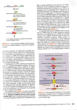 |:rppo,p,l
I H nporeivn nPoobSvetoL
{ oto ouuntroro oupPoQnq
.*+F*".,:,
---- i-
I H nPulteivrl noPogdvet on1
t ouUgoIn e[ov[ou-e[ov[ou
.....,"..,,'
; To oripnhoxo (EJC)
* ryvryl*qv:lll ,
RNA ot oilofeq epnL6rowot ornv eEqYoY( tou mRNA
l-lporpov6q, outo( or ;rllovtopro( ;rnopeivo eveplofv or
vepyortrd npodyowoq qv e[oytrlyn tou mRNA nou
npodpleto, on6 rr1 peroypoqrl rot tr1 oUylpovn Fetn
petoVplqri depyoolo rrlq ouppoqriq' Aw6 forr:q [erv6
vop(q r<otd rn UeroYpoqrl. To oign)'oro rp6odeoqq
orqv rol0mpo CBP20/80 go(vetot 6r npoo6Svetot dge-
oo orn pnxovn e[oytr:yr1g mRNA (ori;rntroro TREX) r<otd
tp6no'nou'e[optoror on6 rq ouppoqq cilsre v' orporpS-
oer to npdlro twp6vto xowd sto 5' dr<po yto vo 6euro-
l.rjvet rqv e(oyoyrl rou mRNA. 'Evog Bootr6q nopd-
yowoq t o, 6,opeooloBefuot orqv e(oycoyrl tou mRNA
e[vot o REE (orrf (6Pn rotrefuot Aly, Yralp), o ono(og ono-
reLe( pSpog tou EJC t<ot oMrllenrdpd dge.oo Ue rnv
nprtdtun TAP (orq (6Un, Mex67p) nou peto<p6petto mR-
NA 6nog rpofuetot orqv EIK0NA 21.19'
To otiprntroro EJC 61et 5vo np6o0eto p6Lo oq ouvo-
669 rou mRNA ercr6g tou nup(vo, YeYov6q ;re preydtro
o*(,.rrr,o orrl oro0ep6tnro rou mRNA oro rurrop6-
ntroqto. Aut6 ouprBo(vet enet6q 5vo EJC nou SXet ouy-
r<por4oer optoptSvo ov6prol,o mRNA. prnope( vo
enrorporcUoet 6Moug nopdyoweq ot ono[ot npodyouv
rrlv o<po(peo4 rnq npoororeutrrlg r<oLrimpoq on6 ro 5'
6xpo rou mRNA pe q 6pdoq ev(0prov onoxdLu$r1g'
'Onog qo(vetot ornv EIK0NA 21.20,to EJC rovovwd ono-
1ro^p,irttot on6 to gerorloUgevo ptBooto;r6tto rotd u1
btdpr<eto tou npcitou r0r<trou gerd<ppooqg
.oto
rurrop6-
ntroopto. Qor6oo, ov o' 5vo ene(epyoopr6vo mRNA et-
orn ou$oln e(ov[ou-eqov[ou
I
I
o EJC npoo66ver npoteiveg nou epntr6rovroL ornv eqoYurYn'
evrontol, onoddpnon rou RNA
: To EJC (oupntroro ouUpotrnq e(ovitlv) evonorl-
:,-r r0VT0 orn ouu0otrn ouppoQrlq olq ouveneto rnq ovriopoolq
,: litlq,
. : , .l orov unor<wr1rr1. Ot nopdyoweg ouppo<pr1q 9o(-
. :. ort no((ouv rdnoto p6l'o oio vo 6teurol'Uvouv
-- . inL;.rrlruvon rnq ptetoyporprlq Kot o oxrlUottopr6g
-, 3 oxpou tou mRNA e[vot ooqrog ro0optmtr<69 yto
- -. :epUorLop6 trlg pretoypo<pqq (BL6ne Ev6trlta
-- -5r Iuvenc,:q, 11 petoypoq4 r<ot 11 ene(epyoo(o tou
:',: e[vot e(orpettxd ouwovtopdveg oro r<[rropo rov
- :'...,r <urropolv euxoputotrov.
- ene[epyoo(o tou RNA ouv66etot ]'ettoupytxd 6Xt
--,3 ue rlovo6trd preroypoqtr<d ouprBdwo, oMd eni
---: Jt ro0o6tr6 Bqpoto, 6n<oq q e[oycoyrl tou mRNA
. : : eleyXoq qq oro0ep6qtog. An6 rotp6 yvorp((ou-
-. .., .o RNA nou 6Xet unocne( otelq ene[epyoo(o t<t
.1:<oou0e( vo neptdXet oprop5vo twp6vto 5e ;rnope(
: "!o10ei
onoteLeopottxd, yeyov6q nou (otog ocpeil'e-
-: :ro cpotv6pevo KoroKpftnongtou otollott6lou oup-
:::qg 96oo mov nupqvo. H eu66oor1 rqq e[oytoyqq
-, - "nRNA on6 q oupporprl ovodetrv0etot pe tqv 6ve-
r'- trrov nuprlvo RNA Xop(q twp6vto nou npo6pXetot
--: oDNA n pre-mRNA nou 0' ono6oloet tow6orlpio
:
"q
xotd q ouppotprl' To RNA nou 6xet nepdoet pr5o<l
_-: 5Lo6troo(og qg ouppo<pqg e(dyetot nto onotee-
- -:ttrco on6 to RNA nou npo6pXetot on6 to cDNA, ye-
:.cq rou unodrlltovet 6rt q dtepyoo(o trlg ouppoqqq
::-0o r1v e[oYtoYq rou mRNA.
Onrr.lg <powetot orrlv :.:".1r:ri ':-r ':,
ndvo'l orrl oupBoLq
. : lviou-eEoviou evonor(Oerot 6vo et6tr6 o0prnLoro, yvol-
r : oq oripnhoxo oupBoA{q e[tovitov (exon iunction
:omplex, EJC). Aw6 to otiptnoro qo[verot 6tt entorpo-
-.-.i dp,.oo opto;rdveg nporelVeg nou npoo66vowot fio
fl I
KyTTApon^ArMA
I @ l#r#lX.**,
Mto npotreivrl REF npoo66verol o' dvov nopoyov-
ro ouppoQrlq rot nopol.tdvet Uo(i Ue ro ouppoltp6vo npoiov RNA
H REF npoo06veroL o' tivov nopoyovro eEoytoVrtq nou npoo6eve-
T0r 0T0v nuplvtro nopo.
H rporsivn REF (Aly) e(vor p6pog rou EJC
0 nopdyowoq Uerogopdq TAP/Mex npood6vetor cqv REF
tou nupqvtro! ndPou
?,t :t H lupporpn e[vot Xpovu<o rot Aerroupytro lu(euypdvrl ue l-lotrtro Brlporo orqv'Errppoon roi' [:' i *' 601
E -&ilvto lvrPdvto EEOvto,
 