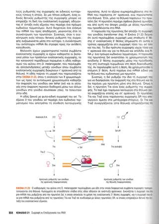 Lot3g pu0pror6q qq ouppoqrlq oe erdtxorig Kurropr-
rotig dnoug rj tororig. Ie pto t6toto priO;uoq, 6vog er-
6tr6g 0eru<6q pu0prmqq rnq ouppoqrig ;rnope( vo
enrlped(er rr1 6u<r1 rou evoMorrxrl oupporp{, o6qyc0v-
roq o' 6wo[q ev6g e[trlv(ou nou nepr6Xet 6vo np6opo
ro6x6vro rcpprorroprori. Aur6 droXere6er 6vo x).dopo
rou mRNA rou npoq ono66gr1or1, per6vowog Sror 14
ouyx6wpoorl rcov nporeivc0v. Iuvenrig, 6tov n ouy-
rSwpcoorl ev6g r6rotou Oenro0 puO;uord rrlq ouppo-
rp4g ou(operdrveror;16oo oro rfrropo, q ouyr<6wptrloq
rou ow(ororlou mRNA 0o orpo<pe( npoq rrlv ow(Oer1
roteU0uvoq.
Motrov6l SXouv Xoporrrlprme( noAAd ouprBdwo
evoMor<ru<r1g ouppocpr]g rr dXouv xo0oprore( or BtoLo-
yrxo( p6l,or rov npoi6wcov evo.trl,ornr<r1q ouppo<p4q, ro
nro Kqrovonr6 nopdderypro nopopr6ver 11 od6g roOopt-
ol.rori tou <prJLou orn D. melanogaster, nou neprlopiBd-
ver oMqLenrdpdoerg peto[ti yovrd(cov 6nou ouprBdwo
evoMorcrxrlg ouppocprlg 6rorp[vouv r' opoevxd on6 rq
0ql,ur<d. H o669 no(pver rn Uopgn nou nqpouord(eror
m4v EIKONA 21.23, 6nou q ovooy(o rcov X Xproprooolprd-
rov oq npoq ro ouroocopxd Xprr:l.roodrpoto roOop(er
qv 6r<<ppooq rou yovr6(ou sex lethal(sx/) r<or or oMo-
ydg orqv 6r<gpoorl nepvoriv 6ro6oXrd g6oco rrov dM<ov
yovr6(tov mo yov(6ro doublesex (dsx), to retreuro(o
orqv o66.
H o669 [er<rvd ;re gu].o-er6xr] oupporp{ rou sx/. To
e[cbvto 3 rou yovr6(ou sx/ nepr6ler 6vo rco6rx6vro rep-
prottoprof nou onorp6ner rrl o(v0eor1 l,erroupyrxrlq
Avotroy(o X:A: 2:2 Ot-
I
*
Irafira-Z
Apvlrrdg pug;ttonlq rov yovrdltov
n1q opoevtxflg 6torpoponoqoqg
Apvlrr6g pu0Urornq rov yovrd[tov
qg 01truxr1g 6rorpoponoirloqq
/
n(
I
Sxl off
I
Tra (xotroBo)
ftKSl;P.f1.?3 0ro0opro;rogrouqUtrouorrlD.melanogasternepiloppdverprooddorrlvono(odrotpopeurdouppdvro0uppoQrc :- -:-
ronorouvror oro 0qtruro. Kotrupporo oe onoloDqnore oroDro orrlg o6ou odrlyouv oe ovonru(r1 opoevuou. Errov((eror | 0upp0.- -- -,
pre-mRNA nou puOp((eror ono qv nptorelvl Sxl, 11 onolo onortre(er Trl Xplol qg evotrtrontrlg 3' 0eo1q ouppqqlq, Korl 0uppc:- -- - :
sx pre-mRNA nou puOpl(eror ono ng nporelveg Tra ror Tra2 oe ouv6uooiro pe dtrtreg npotrelveg SR, or onoreg enlped(ouv 0elL.: , -
ro[1 rou evo],trorlrou e[ovrou.
604 KEOAAAI0 21 luppoqrl rt Ene(epyoo[o rou RNA
rj
) Y
? Dsx
npioteiVqg. Aut6 ro e(trrvto ouprnepil.oprBdvercL -: -
RNA nou nopdyerot or' opoevrKd, evc,r nopo.).i.-:--
oro 0r1trur<d. 'Eror, p6vo ro Oqlur<d nopdyouv .*, -: --
refur1 Sx/. H nporetvq neprdler d<pOovo Boou<d c* . : l. :
rot on6 ouq qv dnoqtrrl protd(er pre dMeg r:c* 1,::
nou npoo65vowot oro RNA.
H nopouo(o qg npore[vqg Sxl oMo(er m ;-:: :: -
rou yovr6(ou transformer (tra). N Etr6vo 21 2:3 1. , .
6tr our6 neprl.oprBdvet ouppo<pr1 prog oroOecr: : i=
onq o' evoMorcnr<69 3' O6oetg (orlpreuoore o:L :---: :
rp6nog e<poppr6(eror orn oupporprl t6oo ro- s, : r-
Korrou tra).To (6ro np6runo oupporpqg roXJeL:::- -
t' opoevrxd 6oo roL yro ro Or1).uxd r<or ono6i53. ..: :
NA pr' 5vo np6orpo r<ro6u<dvro tepporrol.rori, H n::: - - :
rqg npo.rre'lvr1g Sxl ovoord].,trer rrl Xpnorponorrl- -:
ovodu<qg 3'06oqg oupporp4g pr6oor rqq noo:Ii- :
rnq orn ouororl(o nuprl-udrvtov or1 05oq 6Lor).:l * - :
tqg. Av nopo).eL<p0e[ouq q 05oq, 0o XpqoLl-ron: -:: -
en6prevq 3' 0do1. Aur6 nopdyer 6vo mRNA e.1.,: :
ro 0qLurd nou xro6rxonoe( ;lto npu:re'lvq.
Iuvencog, 11 Sxl puOp((er r1v (6ro rrl oUQCCi- -.
yto vo 6toorpoL[oer rqv 5xrppooq rnq oro 0r1],u < r . : - -
tra nopdyet pto npo:te[vr1 pr6vo mo 01].uxc 3--: -
Sxl, 11 nportelVq Tra elvot 6vog puOprorqg rrQ ]-:::
enq. To tra2 6,Xer nop6proto Lenoupy(o fio 8.'.-. : -
).d er<<ppd(eror en(or1g Kor or'opoevrxd) , OL .:- . .:
Tra rot Tra2 e(vor nopdyoweg ouppogqq SF -:- .-.
vepyotiv dpreoo mo prerdyporpo-mdloug O. -'= .-
Tra2 ouvepyd(owor (mo O1Lur<o) enrlpeolc,::: -
 
