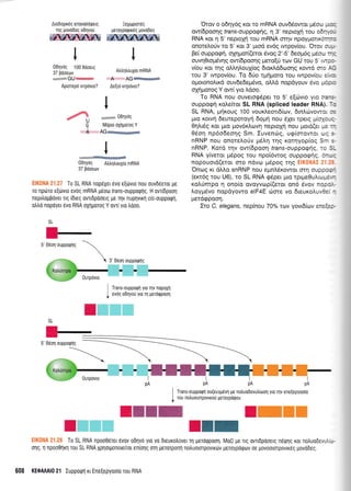 Aro6oXu6q enovotrnqrerq
qg povoDog odqyoU
ffi
I
Y
O0nVdq 100 Bdoorg
37 Booetov
m:*wGUw
Aptorep6 rvtpdvto?
:eltoptm6g
petoypoqrrdq govo0eq
ffi
I
Y
AtrLntrouxio mRNA
;g]mx{Qryse
Ae(td rwprSvro?
I
4t *w odrlYrls
G Mtipto oXrlpotoq Y
-.4. AG:g
I
06r1yoq Atrir1trouX(o mRNA
37 pooeov
. To SL RNA n0p6xer evo e[6vro flou ouvdeeTor Us
T0 npdTo sEdvr0 evoq mRNA p6orrr lrans-oupporprlg. H ovropoorl
nepiloU0ovtr rtq iorsq ovTrdp0oerq Us Tnv nuplvrKl crs-ouppotprl,
otrtro nopoyer 6vo RNA 0nUoToq Y ovr[ yro trooo.
SL
5' odoq oupporlfg
Trans-ouppog( yo qv nopoXrl
ev6g odnyo[ yro q gerdqpoorl
x
5' 06o11 oupporprlg
pA pA pA
t_
I Trans-ouppo91 ou(euypevn pe notruobevutrioon yro rnv ene[epyooio
J Tou no^uororpovrKou ueT0YpoQou
IIII
n
IWreW
IXKTo SL RNA rp00e6Tst evov o6rlyo yro v0 drsuKotruver i1 peroqpoon. Mo(i Ue nq ovTrdpooerq ndqnq Kor noluoDsvui.*-
onq, 11 ilpooelKl Tou SL RNA Xprlotponots[Tot er[orlq 0Trl UeToTponrl rotruoroTpovrKd)v UeToypoQov or UovooroTpovtreg povodeg.
608 KEOAAAIO 21 Iuppoqrl Kr Ene[epyoo(o rou RNA
Orov o odny6q Kor ro mRNA ouv66owor p6oo *.r:
ow(6pooqg frans-ouppoenq, n 3' neproXq rou 06r'. : -
RNA r<or n 5' neproxn rou mRNA oqv npoyporrKc:--:
onoteloUv ro 5' Kor. 3' puod ev6g rwpov(ou. Orov :---
Bei ouppogq, oXqprot[(eror Svog 2'-5' 6eop6g p5oo. :-:
ouvrl0topr6vqg ow(6pooqg preto[ti rcov GU rou 5 r,,:::-
v(ou Kor rlq oI nlouX(oq dtox).d6olor1g xowd mc - ;
tou 3' rwpov[ou. To 6[o rgrlporo-rou rwpov(ou a.,:
o1-rotono).rrd ouv6e6epevo, oMd nopdyouv 5vo ;,c: :
oXrlpotog Y ow( yro Ldoo.
To RNA nou ouvrroe6per ro 5' e[ovro yro lre-j-
ouppo<pr1 ro).ekoL SL RNA (spliced leader RNA). -:
SL RNA, prp<oug 100 vour<l,eort6(ov, drntrovowc. :.
pro r<orvr1 6eweporoyrl 6oprq nou dXer tpetg pr(o.;c,:-
0qLt6g Kot pto pov6r<trovr1 neproX4 nou prord(er r-: -
06oq np6o6eoqg Sm. Iuvencbg, ue(orovrot cr,c :,
nRNP nou onoreLo0v p6q rrlg rorqyop(oq S- .
nRNP. Kord rqv ow(6poor1 frans-ouppogqq -rc ! -
RNA y(vetor Udpoq rou npoi6wog ouppo<pr1q c -:
nopouoLd(eror oro ndvor prSpog rrlq ' .
Cno.lg r<t dl,).o snRNP nou egnLdrowor orl oupoc--
(ercr6g rou U6), ro SL RNA <p6peL pLo rprge0u).rrr;i:,-
r<o).[nrpo 11 ono(o ovoyvop((erot on6 6vov noc:,
).oyprdvo nopdyovro elF4E ome vo dreuKoluv8:,. -
perd<ppooq.
Iro C. elegans, nep(nou 70o/orav yovt6[r,-lv rne::-.
 
