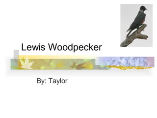 Lewis Woodpecker By: Taylor 