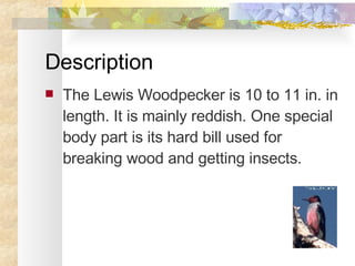 Description The Lewis Woodpecker is 10 to 11 in. in length. It is mainly reddish. One special body part is its hard bill used for breaking wood and getting insects. 