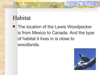 Habitat The location of the Lewis Woodpecker is from Mexico to Canada. And the type of habitat it lives in is close to woodlands. 