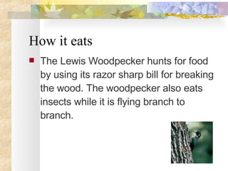 How it eats The Lewis Woodpecker hunts for food by using its razor sharp bill for breaking the wood. The woodpecker also eats insects while it is flying branch to branch. 