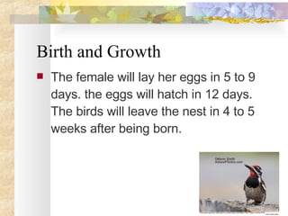 Birth and Growth The female will lay her eggs in 5 to 9 days. the eggs will hatch in 12 days. The birds will leave the nest in 4 to 5 weeks after being born.  