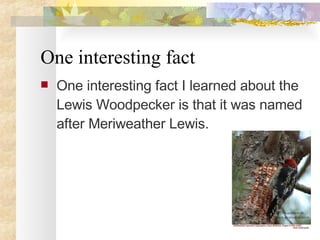 One interesting fact One interesting fact I learned about the Lewis Woodpecker is that it was named after Meriweather Lewis. 