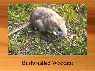 Bushy-tailed Woodrat
 