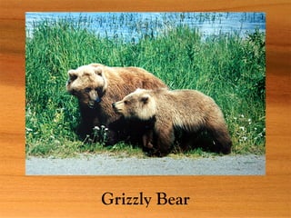 Grizzly Bear
 