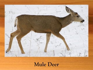 Mule Deer
 