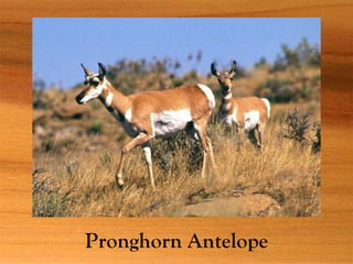Pronghorn Antelope
 