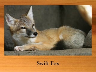 Swift Fox
 