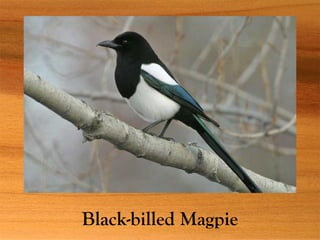 Black-billed Magpie
 