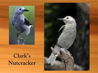 Clark’s
Nutcracker
 