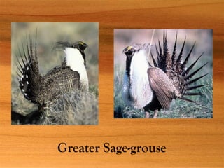 Greater Sage-grouse
 