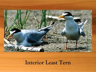 Interior Least Tern
 