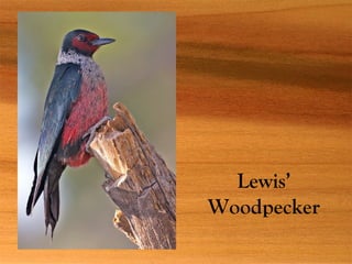 Lewis’
Woodpecker
 
