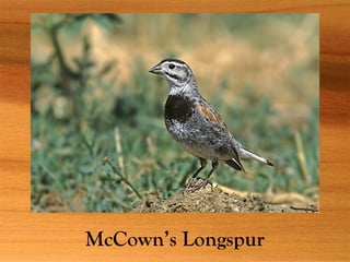 McCown’s Longspur
 