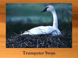 Trumpeter Swan
 