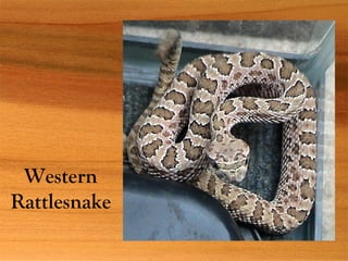 Western
Rattlesnake
 